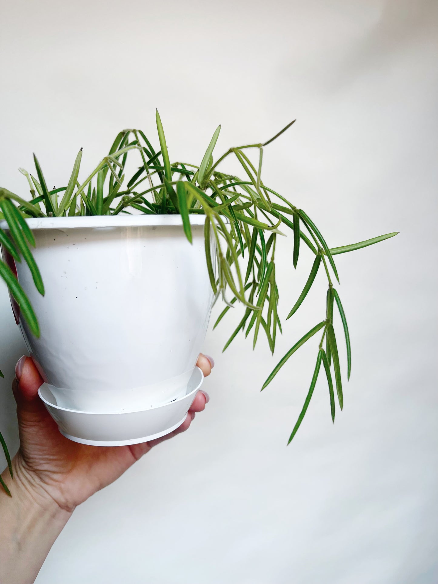 Hoya Linearis Rare Hoya 5” Hanging Basket Live Plant