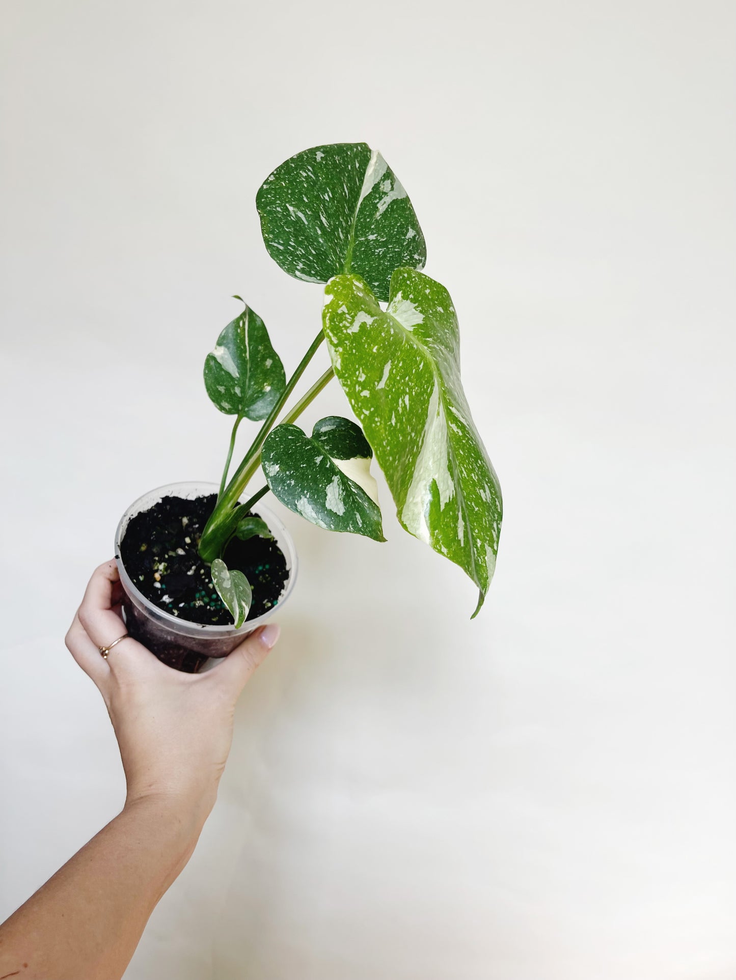 Monstera Deliciosa Thai Constellation 4" Pot Live Rare Plant