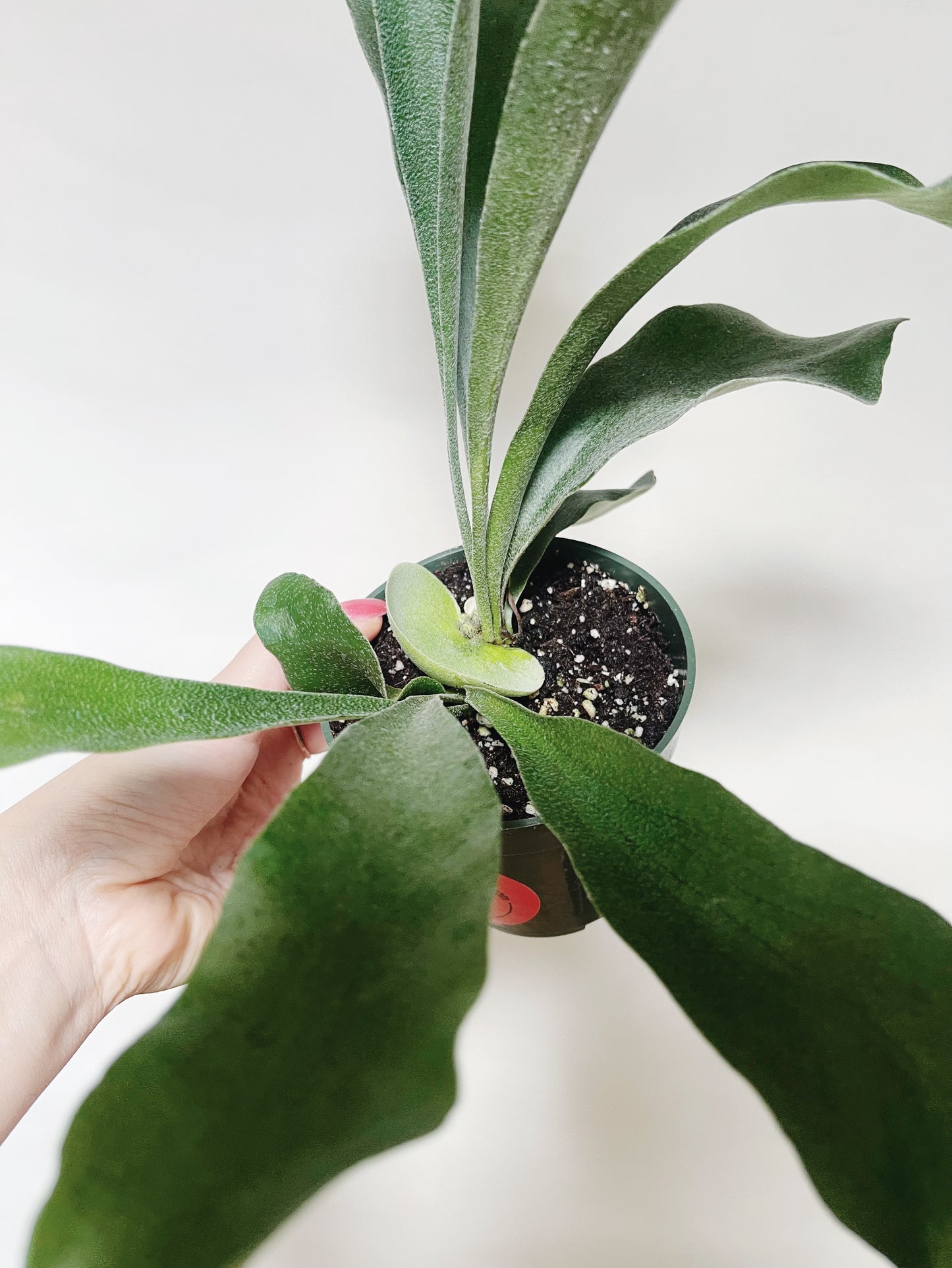 Staghorn Fern Platycerium Bifurcatum 4.5” Pot