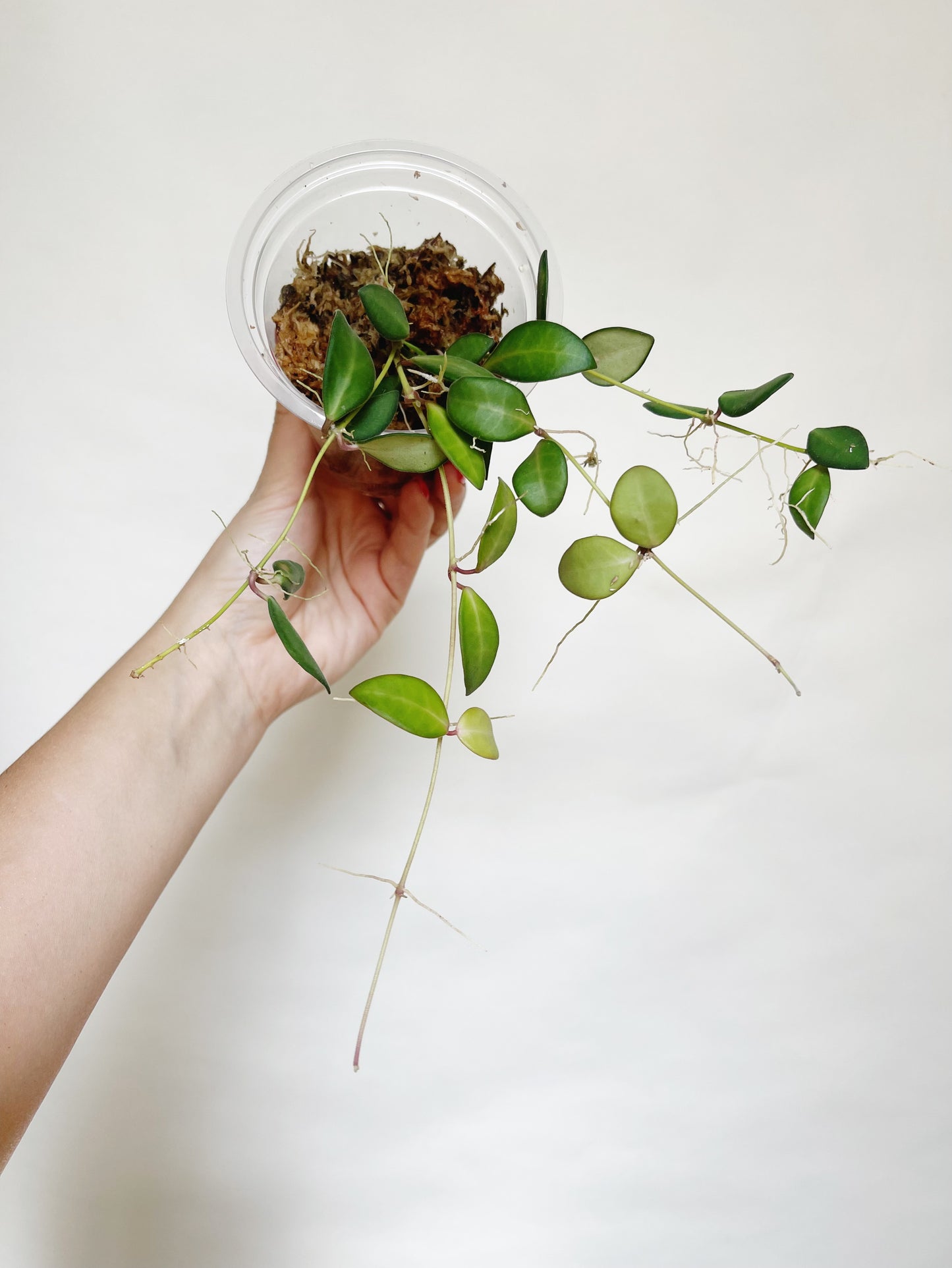 Hoya Burtoniae Live Plant