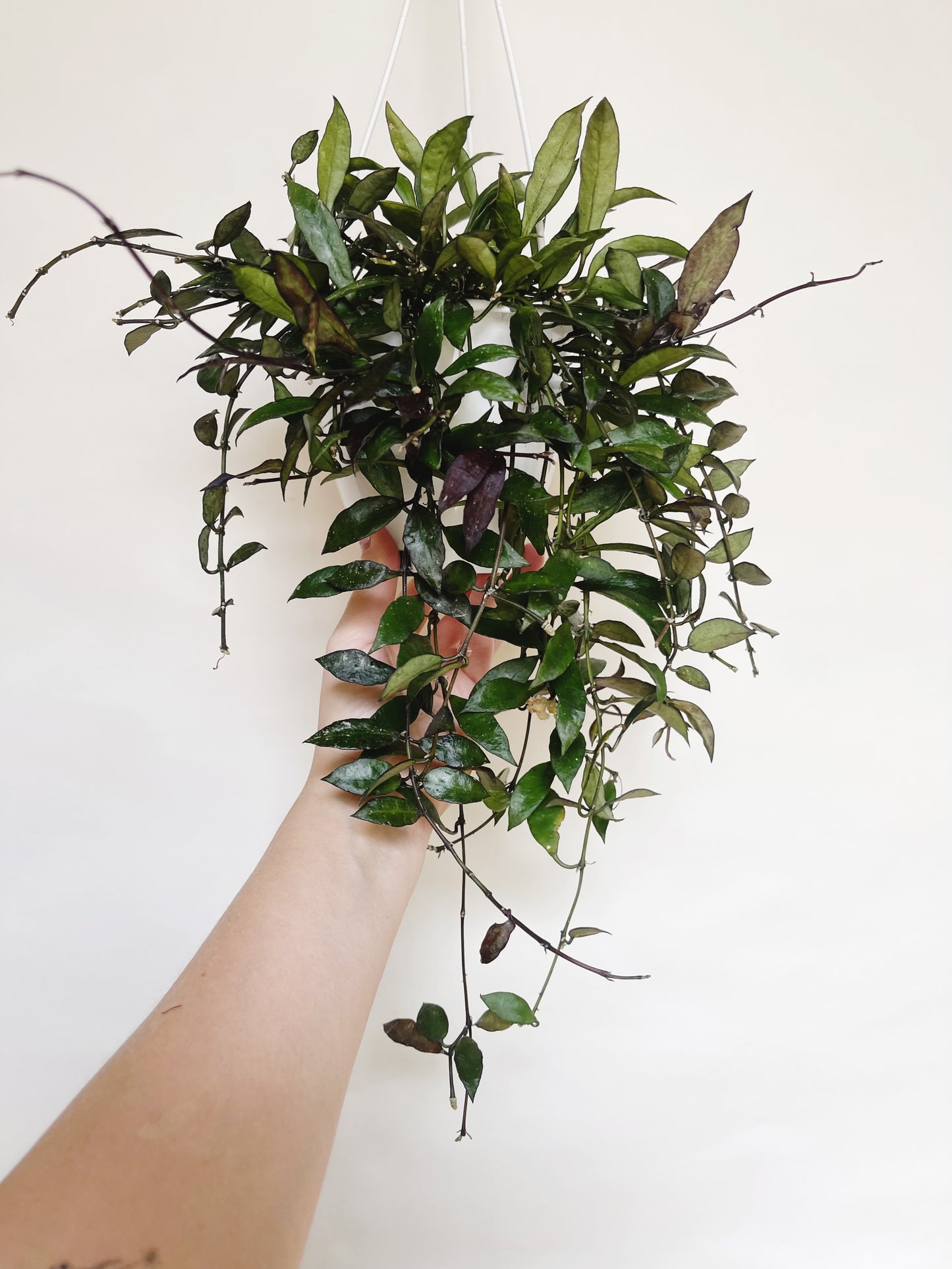 Hoya Lacunosa Royal Flush 5" Hanging Basket