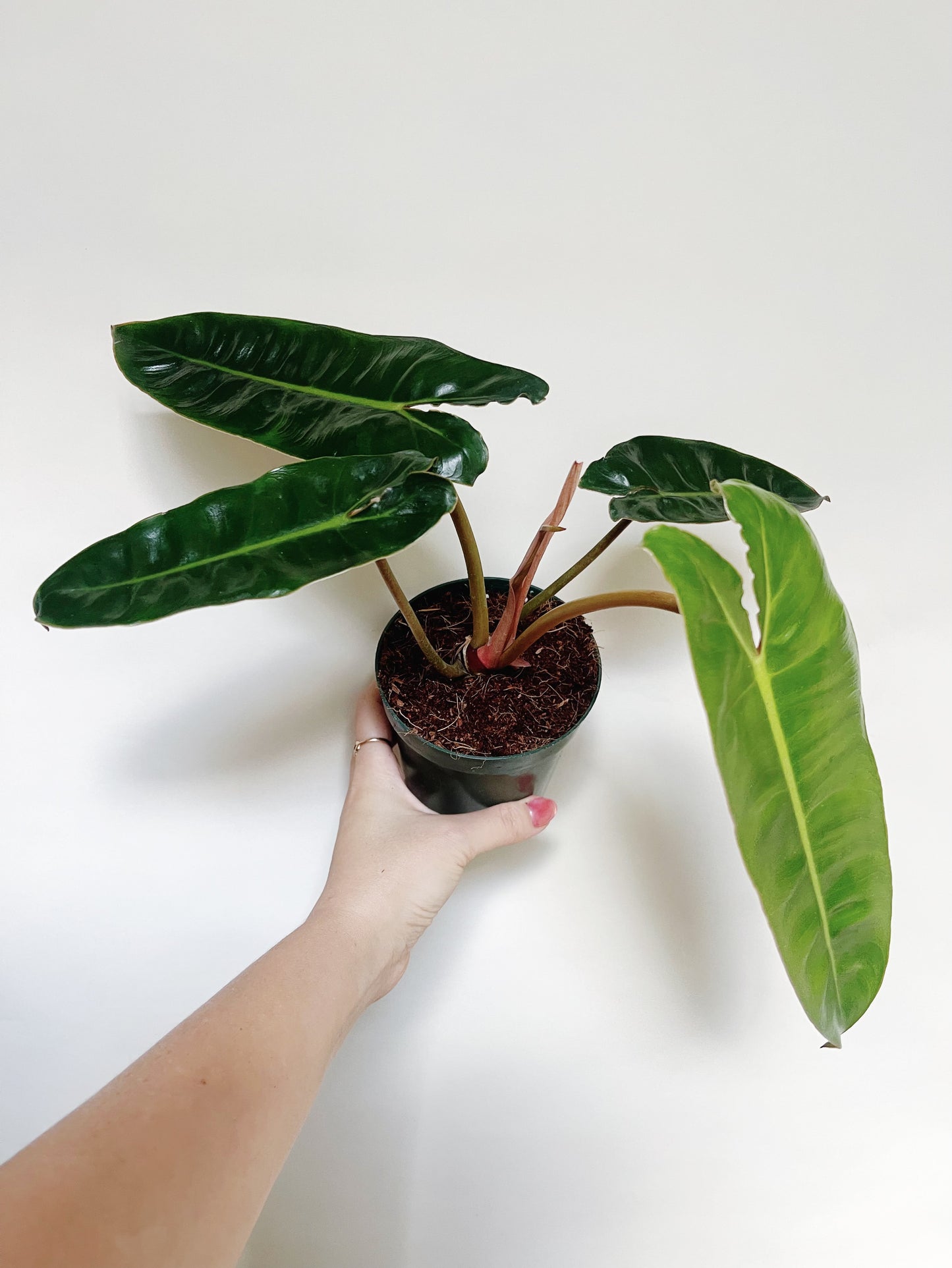 Philodendron Billietiae 4” Pot Live Plant