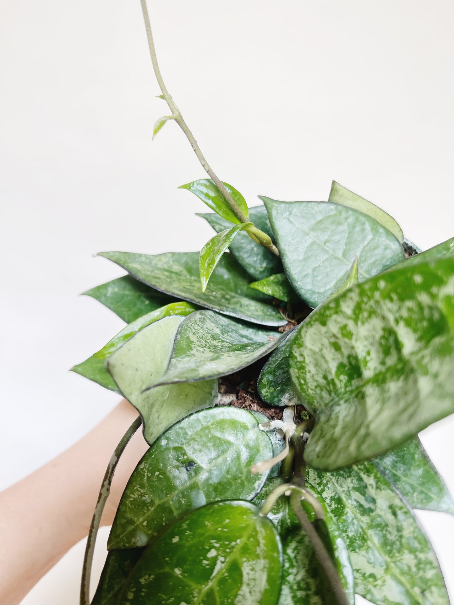 Hoya Parasitica Silver Splash 4" Pot Live Plant