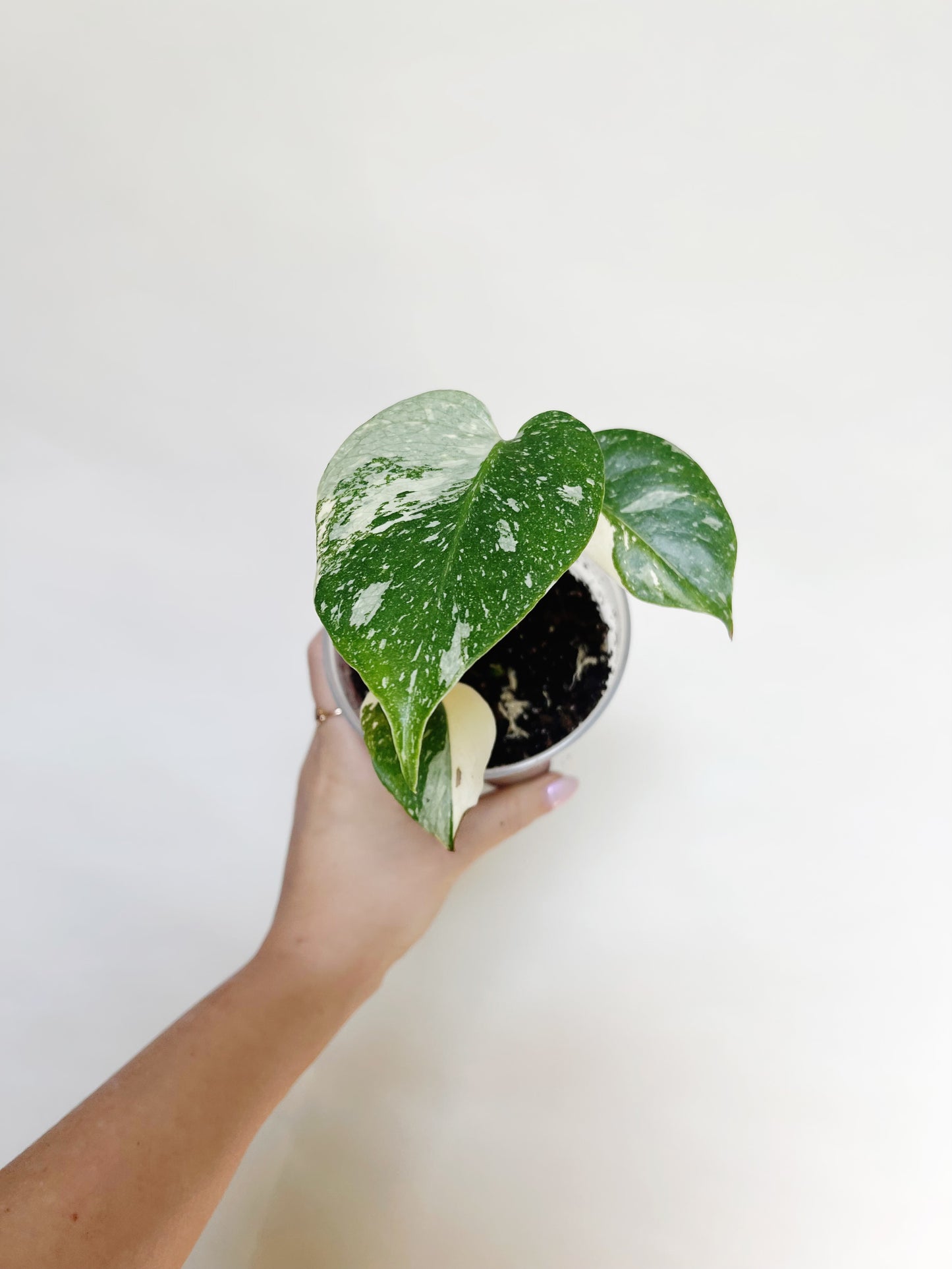 Monstera Deliciosa Thai Constellation 4" Pot Live Rare Plant