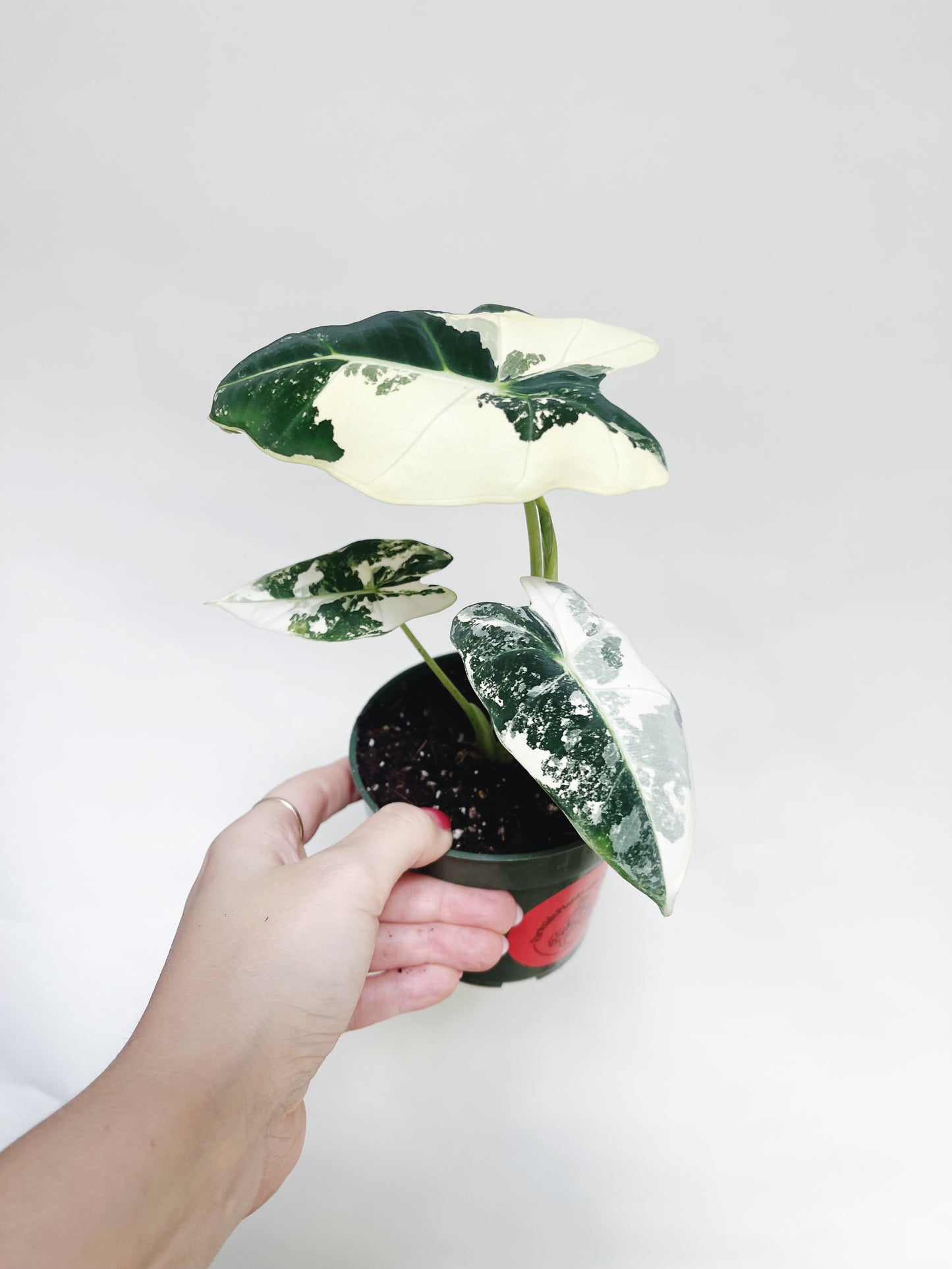 Alocasia Frydek Variegated 4” Pot