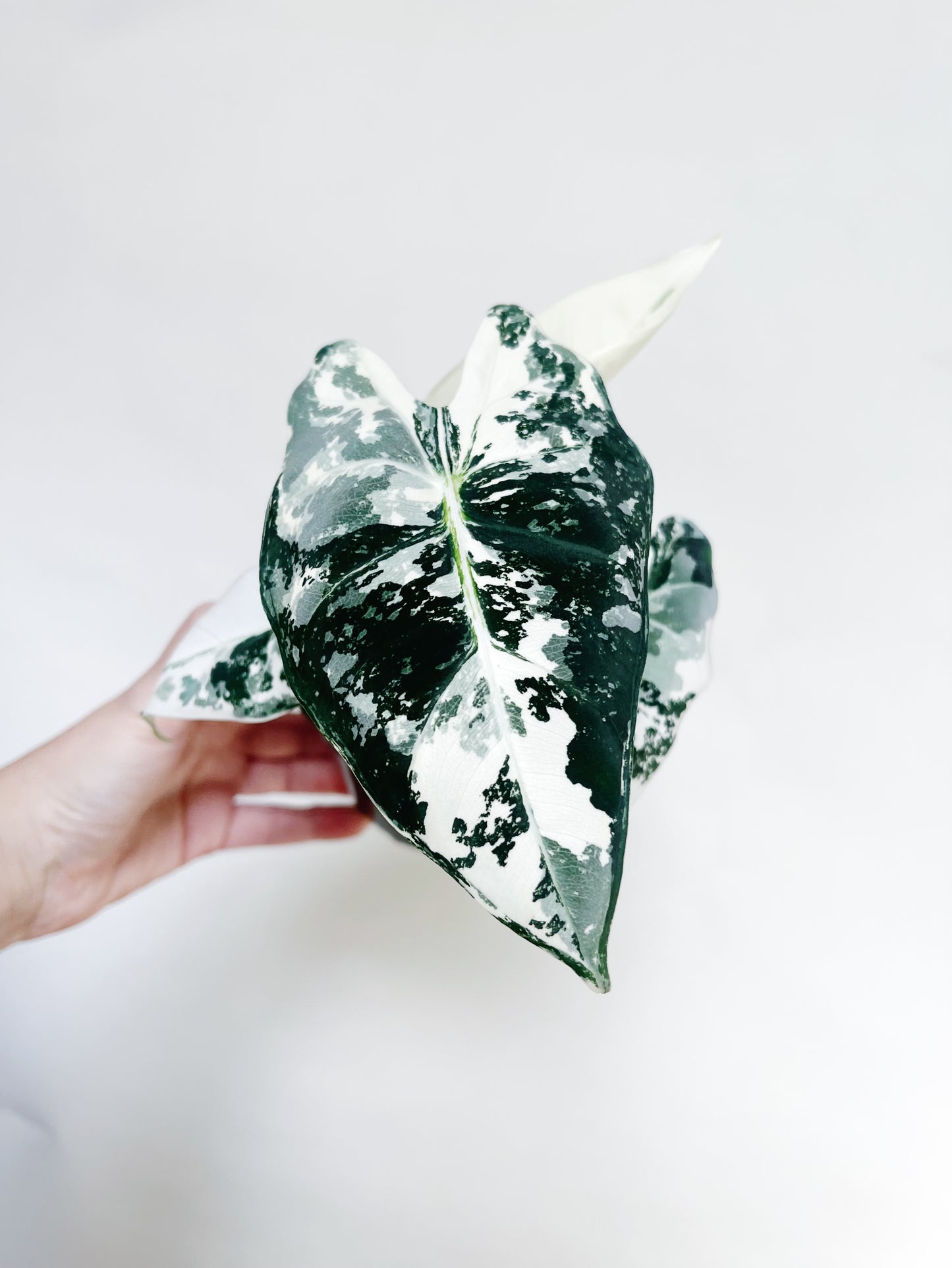 Alocasia Frydek Variegated 4” Pot