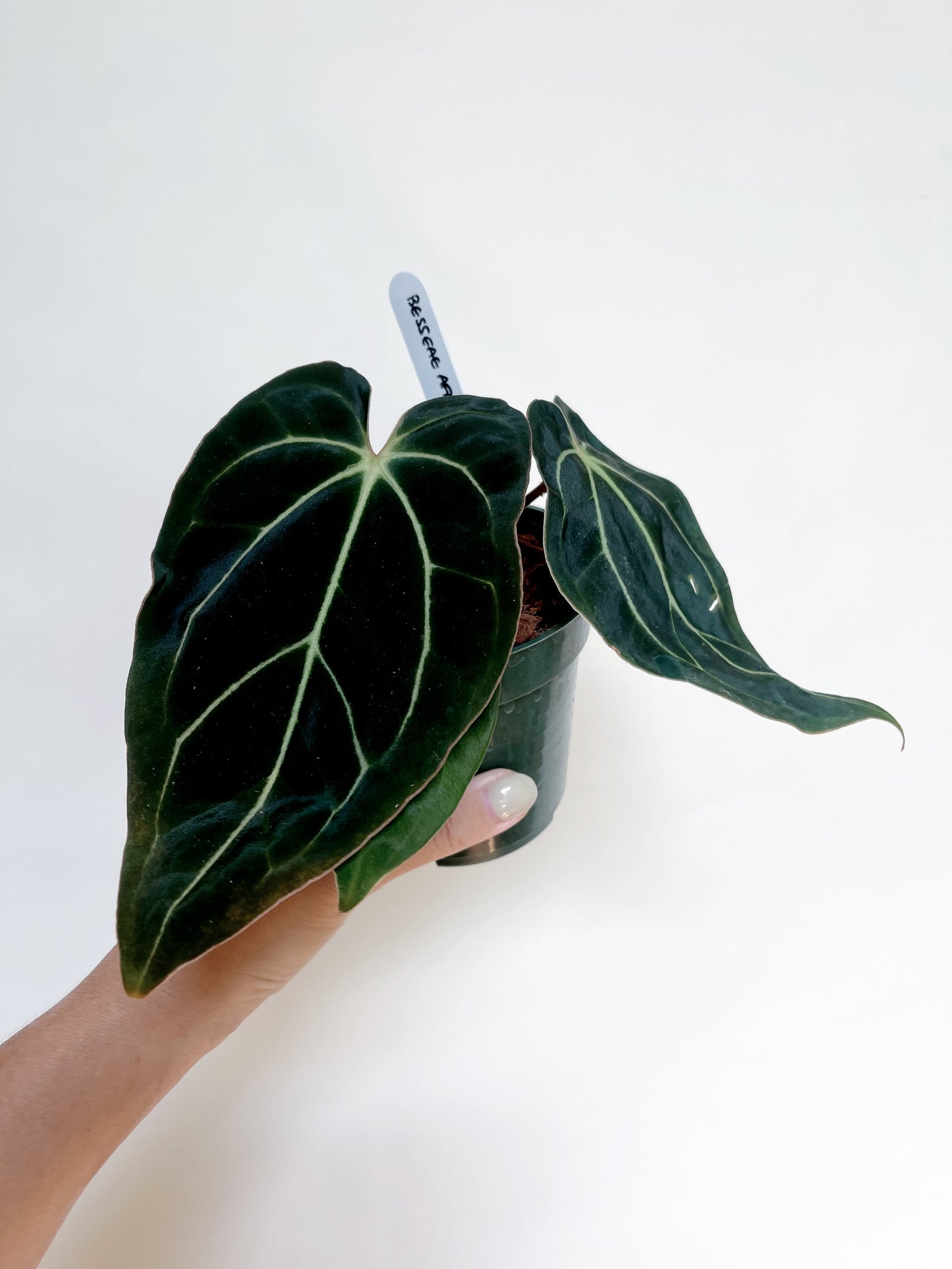 Anthurium Besseae Aff. 4” Pot