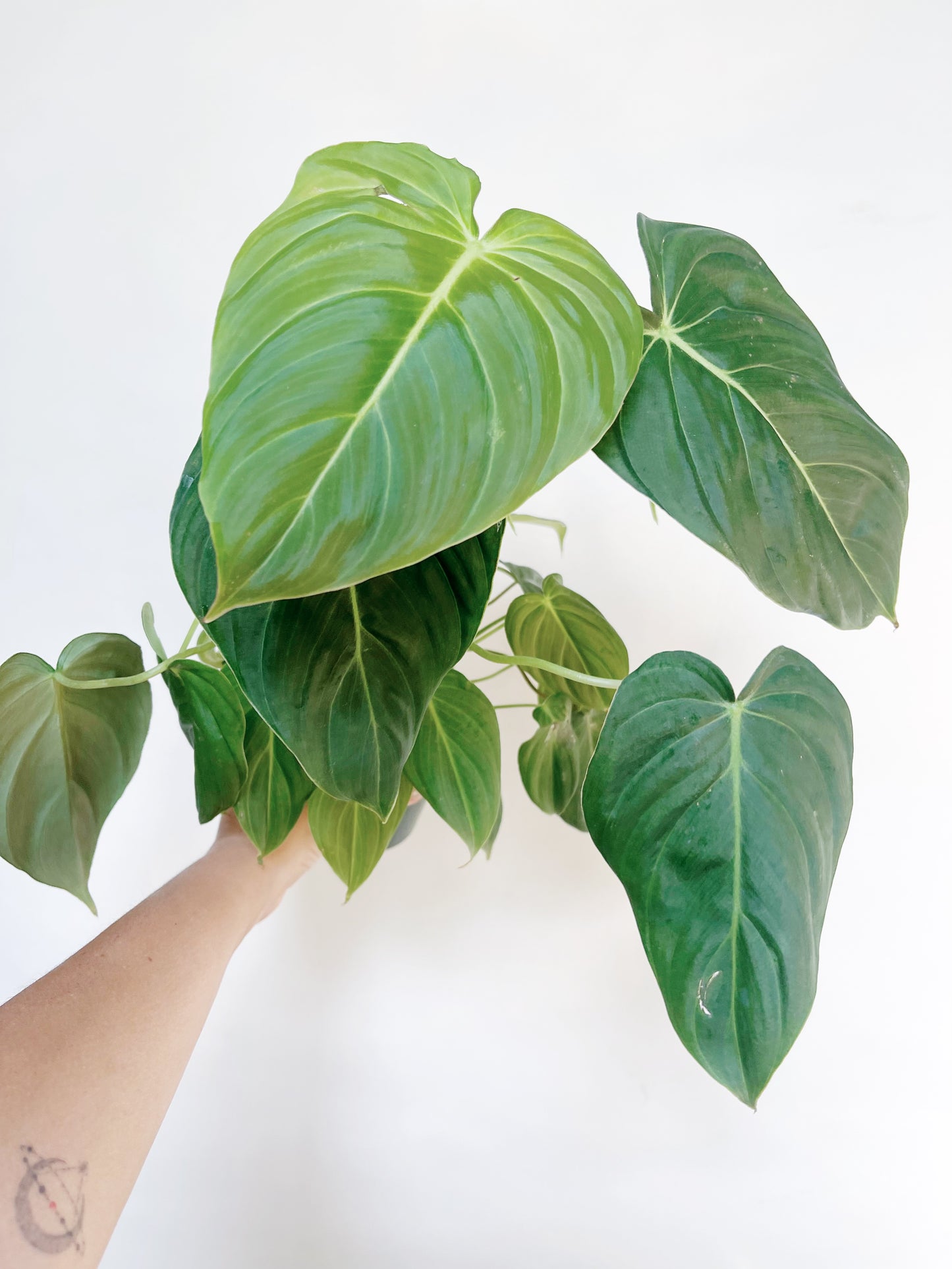 Philodendron Glorious 4" Pot