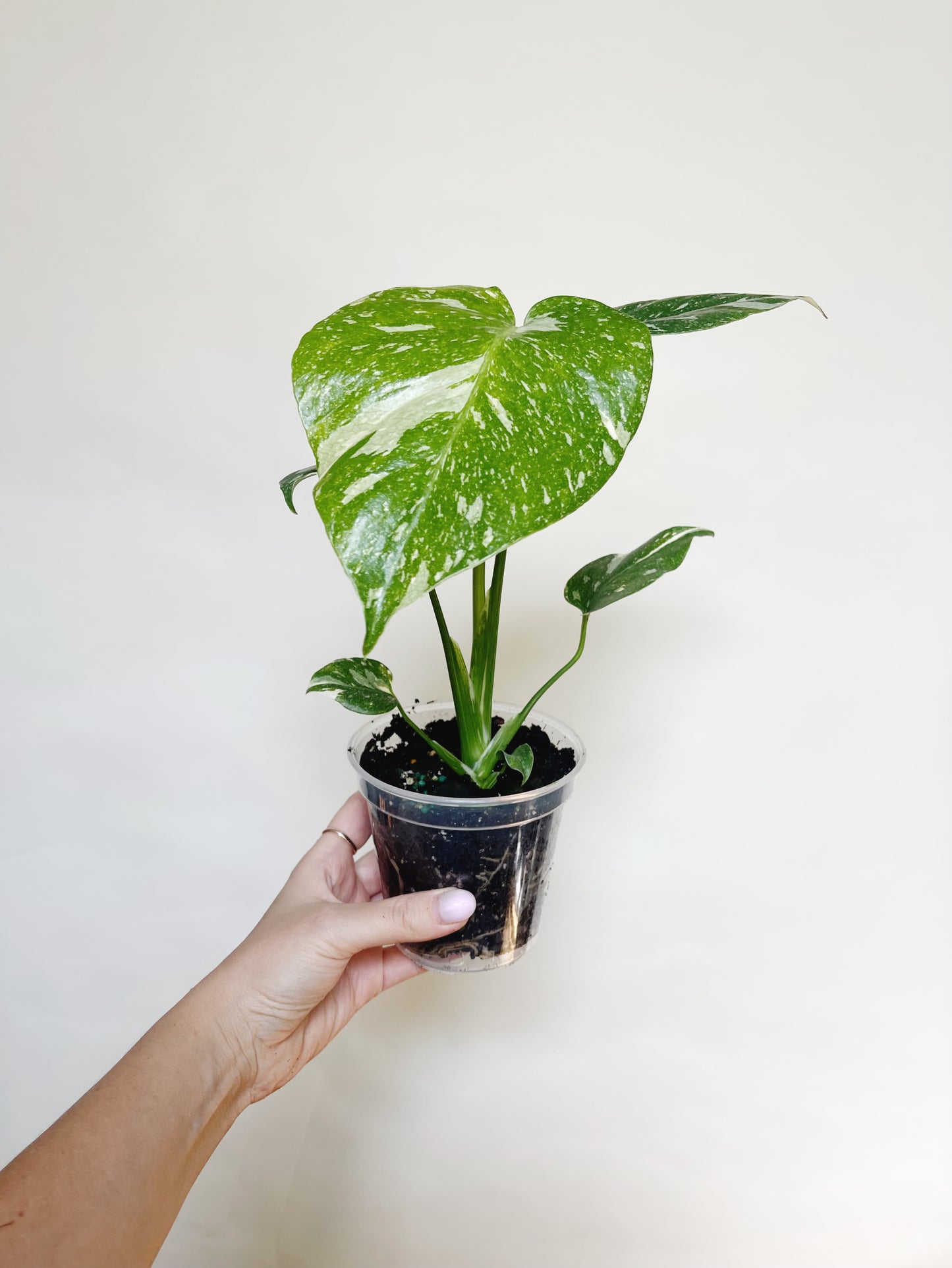 Monstera Deliciosa Thai Constellation 4" Pot Live Rare Plant
