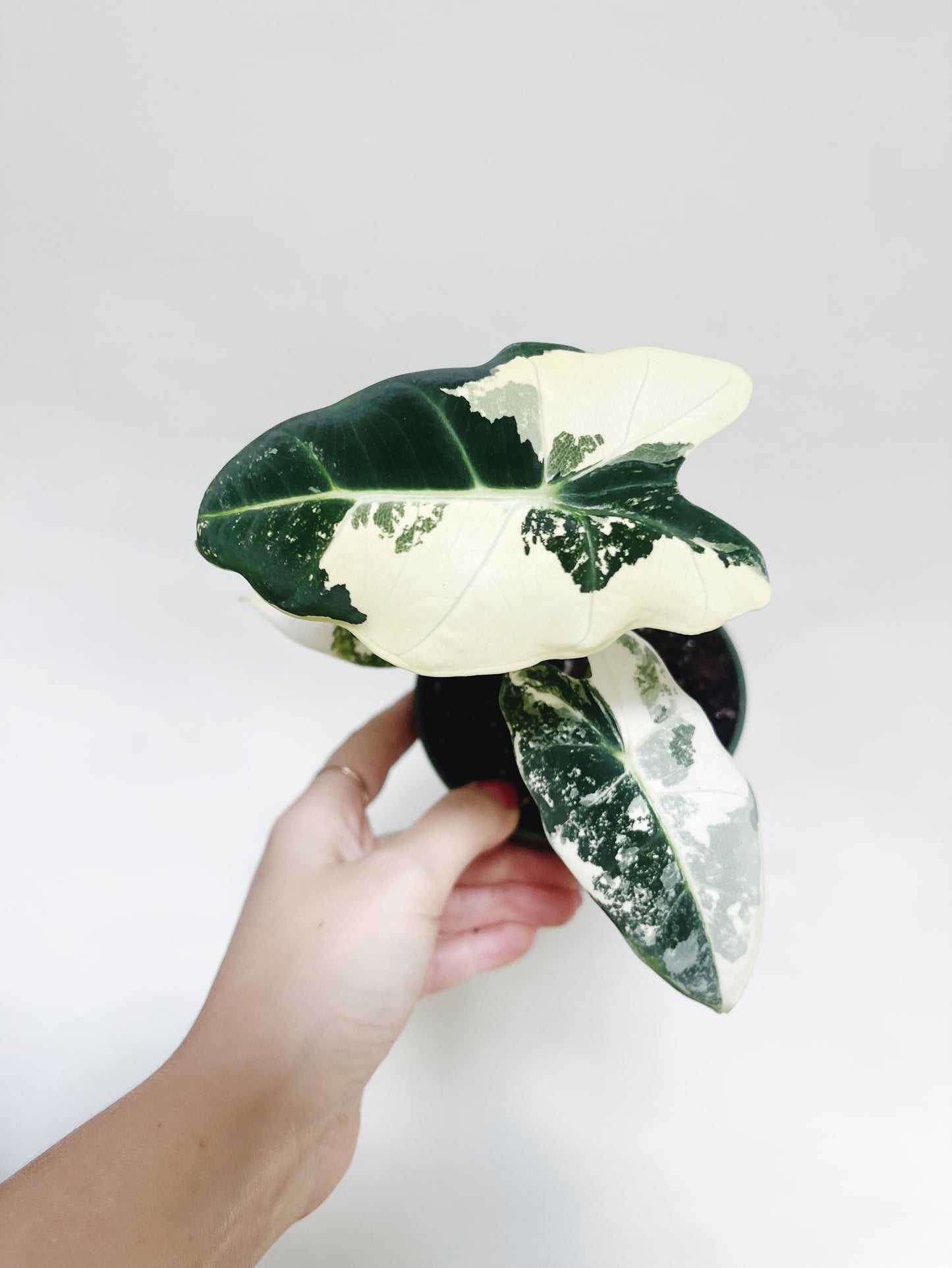 Alocasia Frydek Variegated 4” Pot