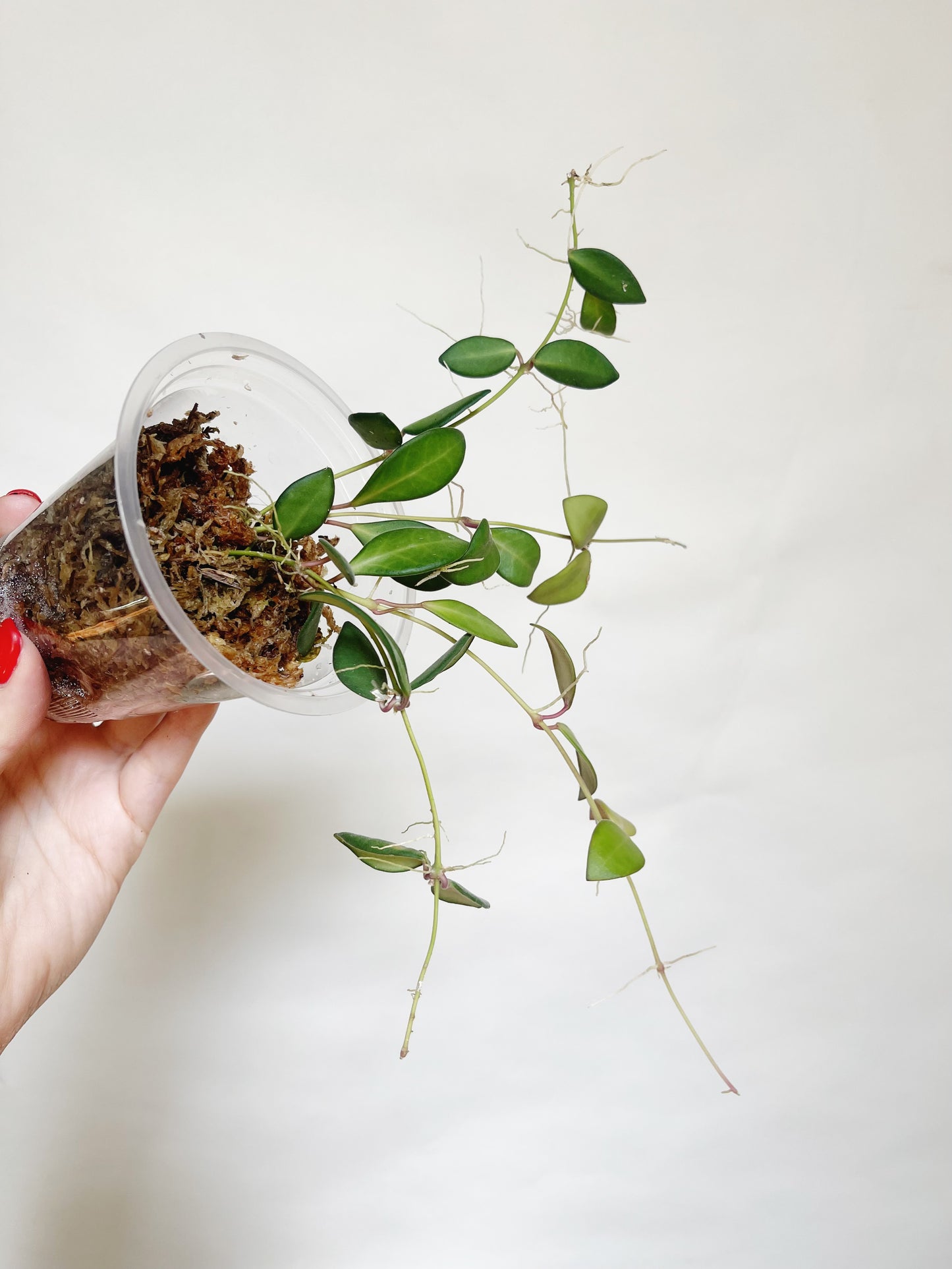 Hoya Burtoniae Live Plant