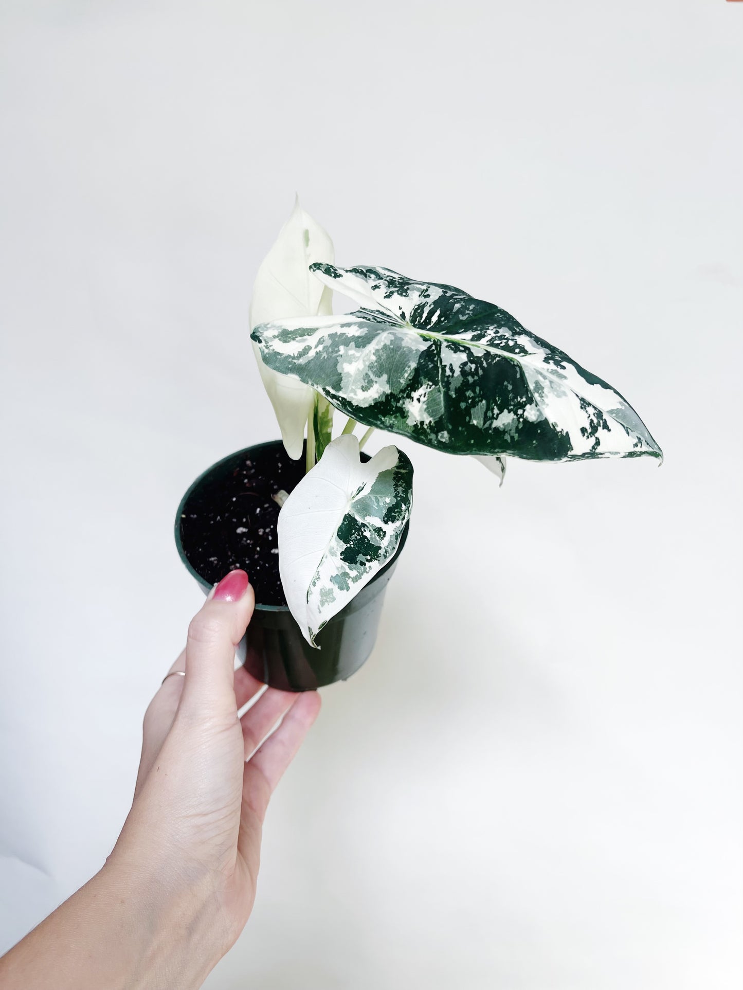 Alocasia Frydek Variegated 4” Pot