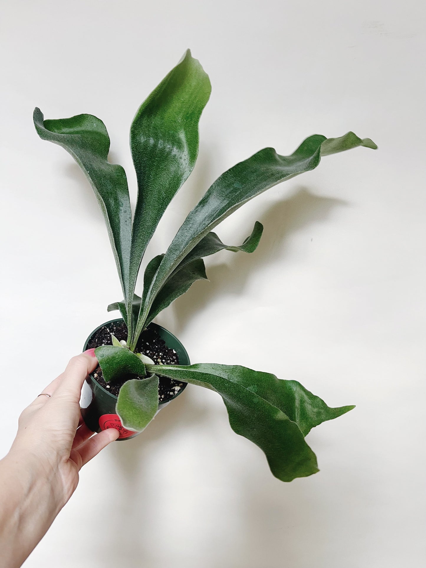 Staghorn Fern Platycerium Bifurcatum 4.5” Pot