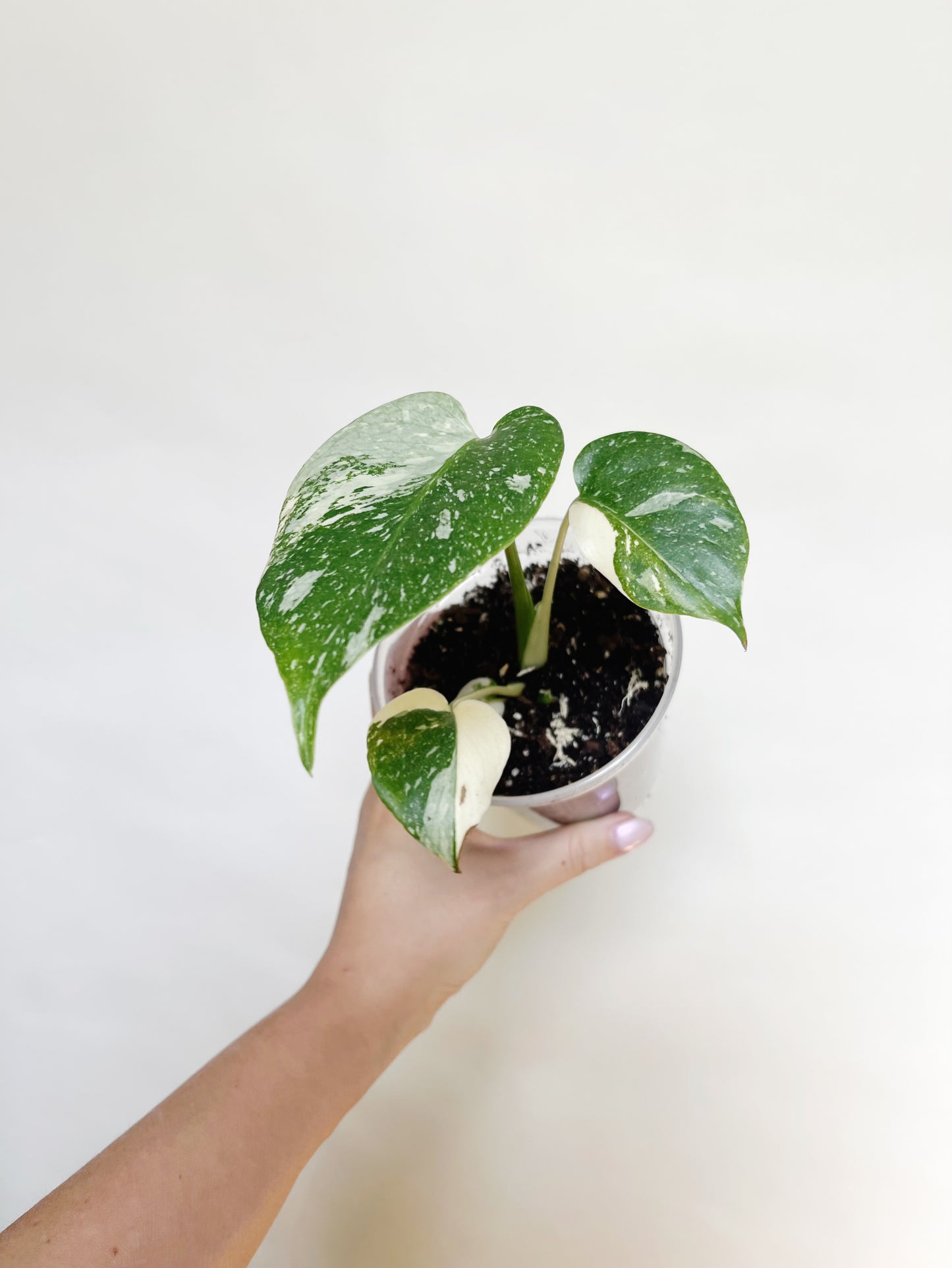 Monstera Deliciosa Thai Constellation 4" Pot Live Rare Plant