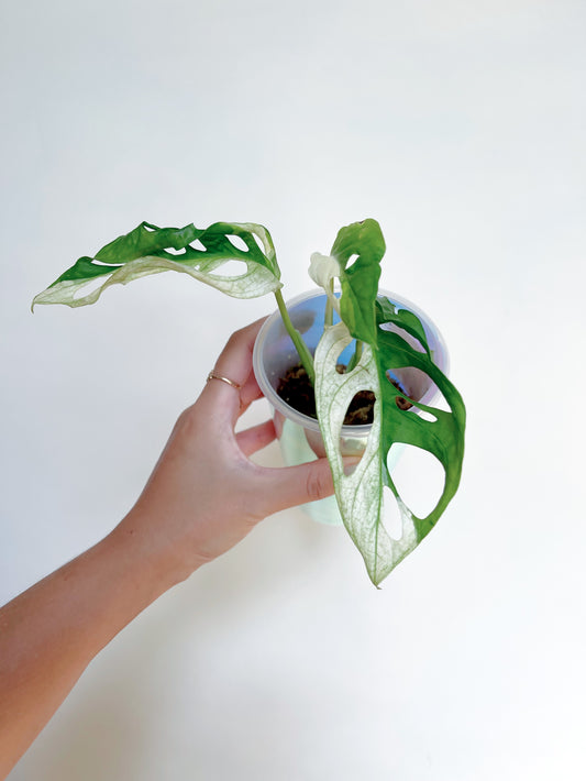 Monstera Adansonii Albo Self 3” Watering Pot