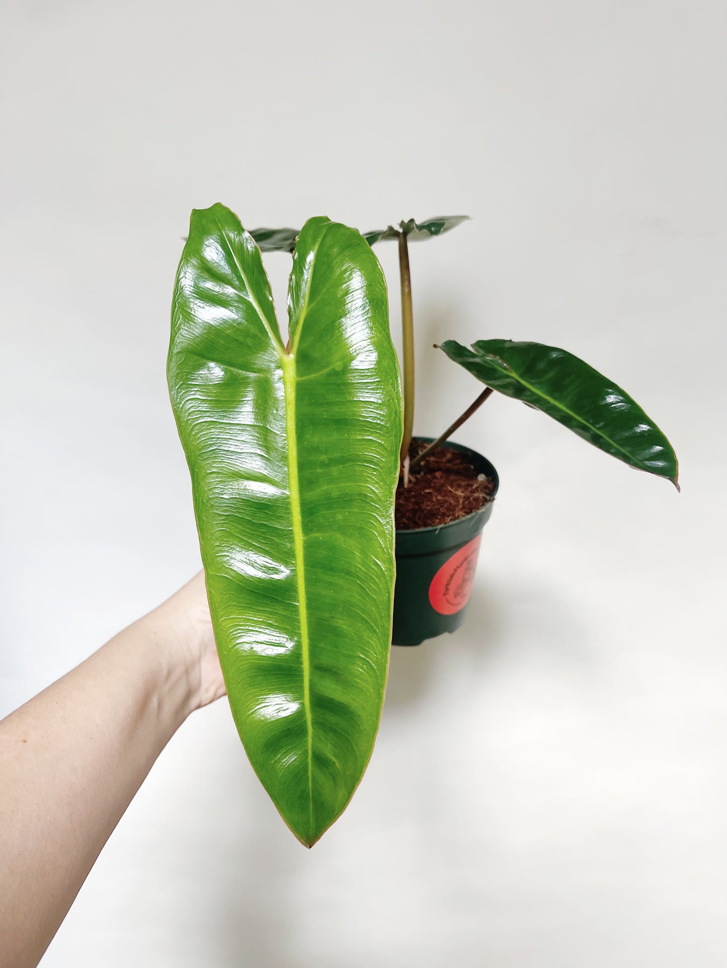 Philodendron Billietiae 4” Pot Live Plant