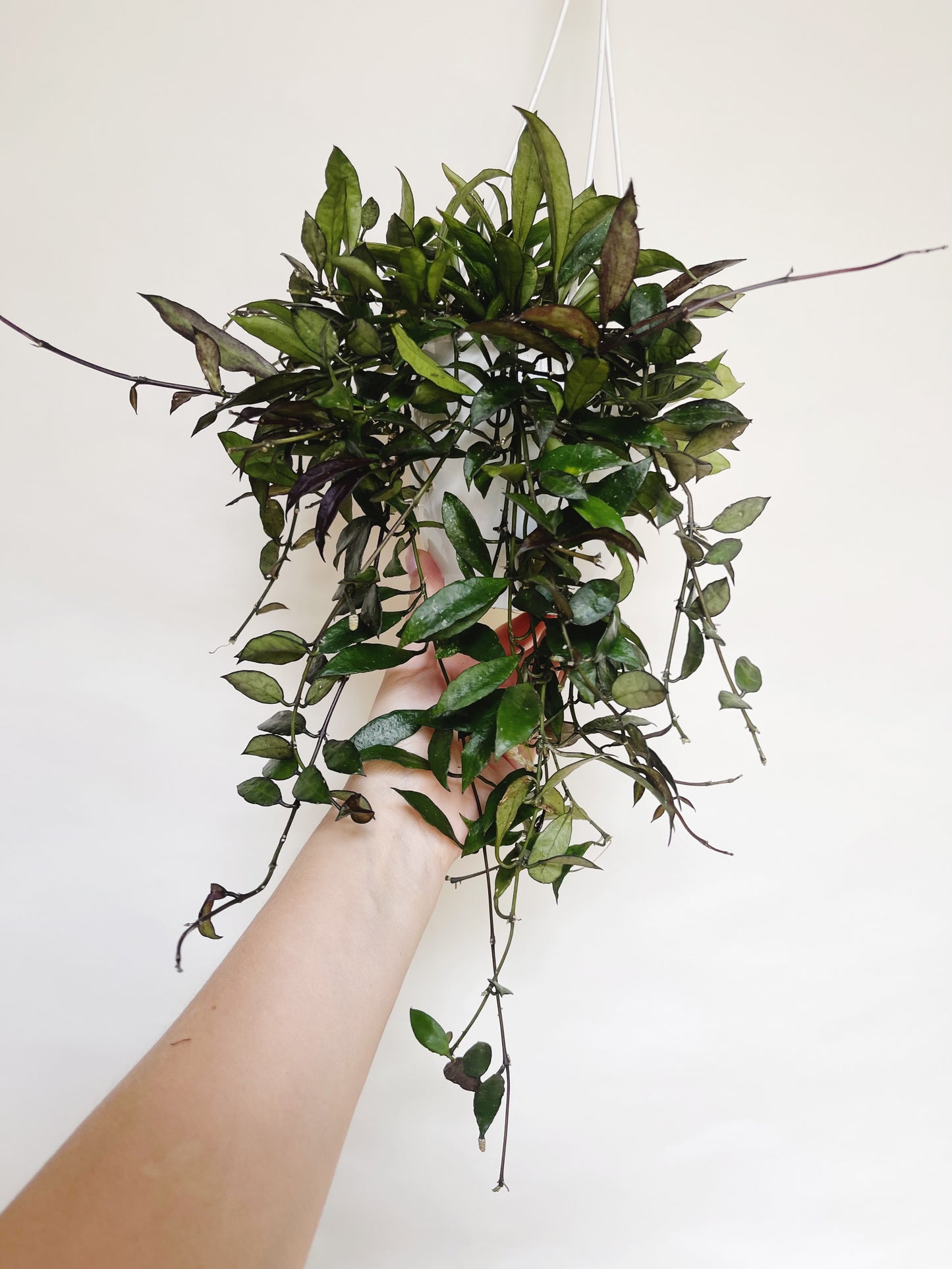 Hoya Lacunosa Royal Flush 5" Hanging Basket