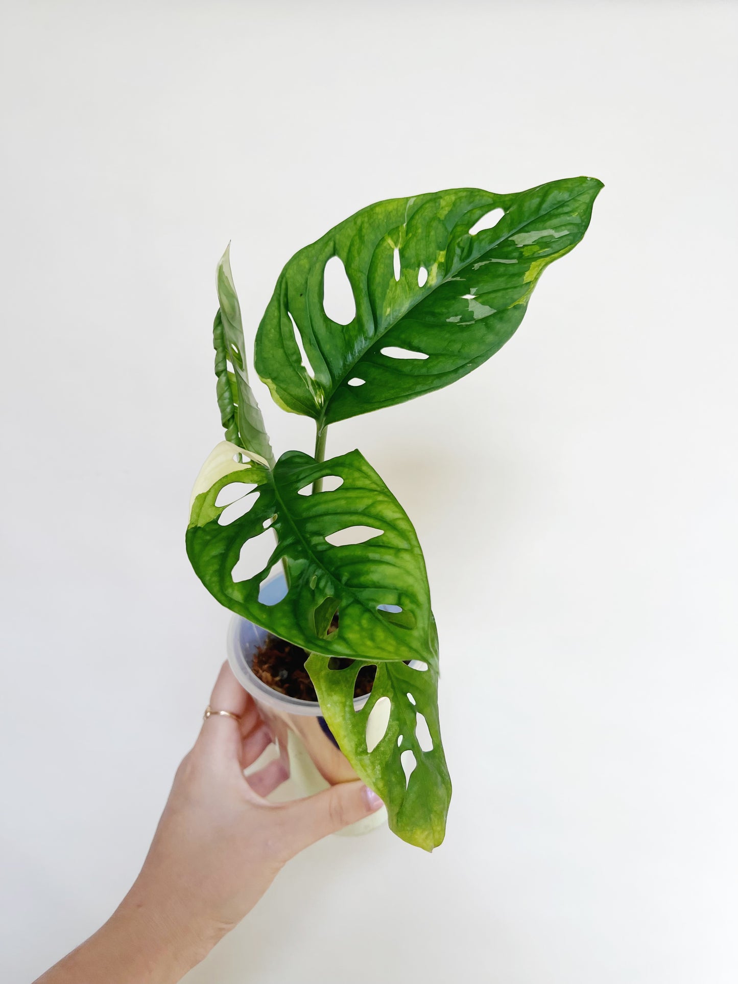 Monstera Adansonii Albo Self 3” Watering Pot