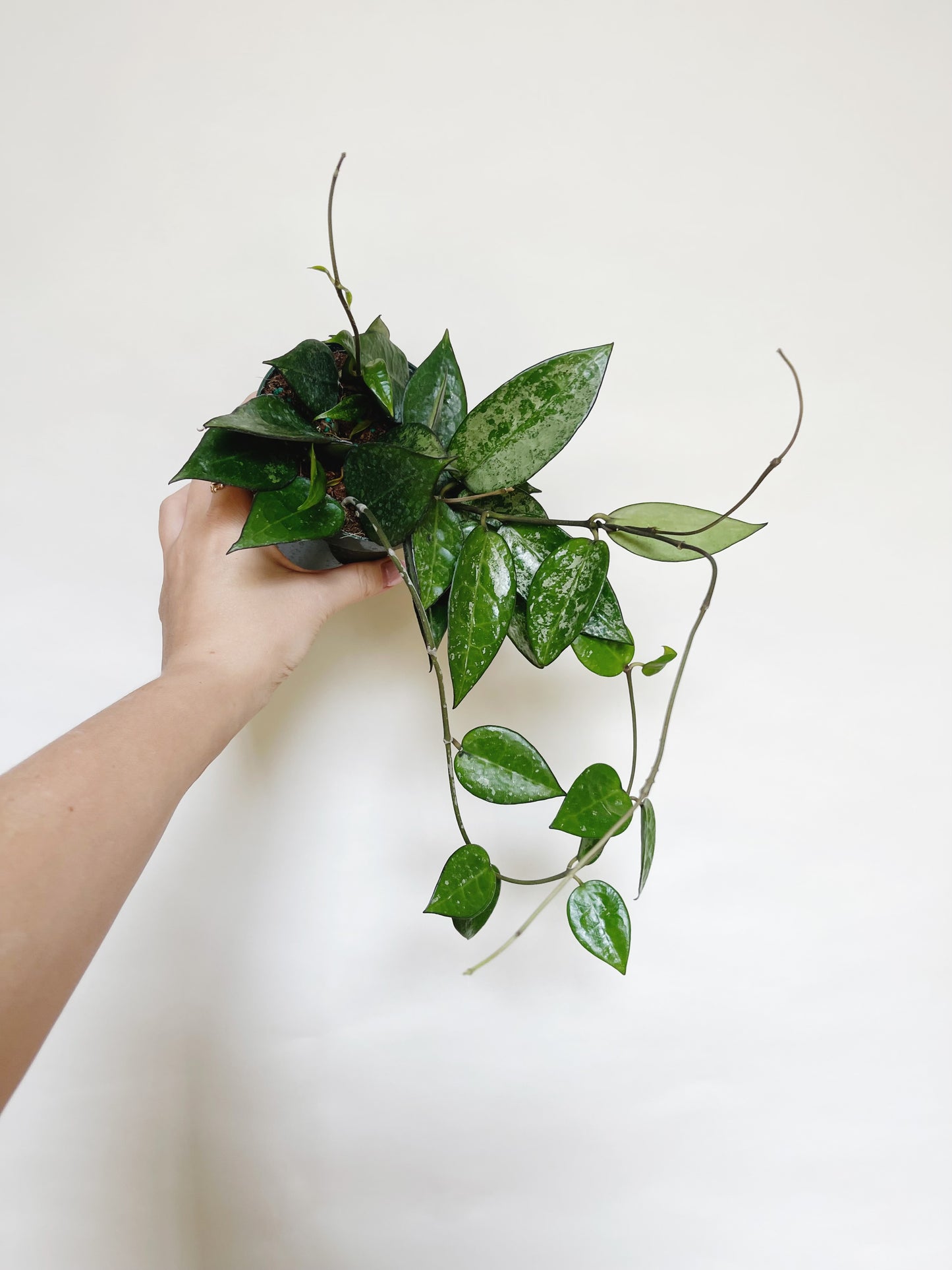 Hoya Parasitica Silver Splash 4" Pot Live Plant