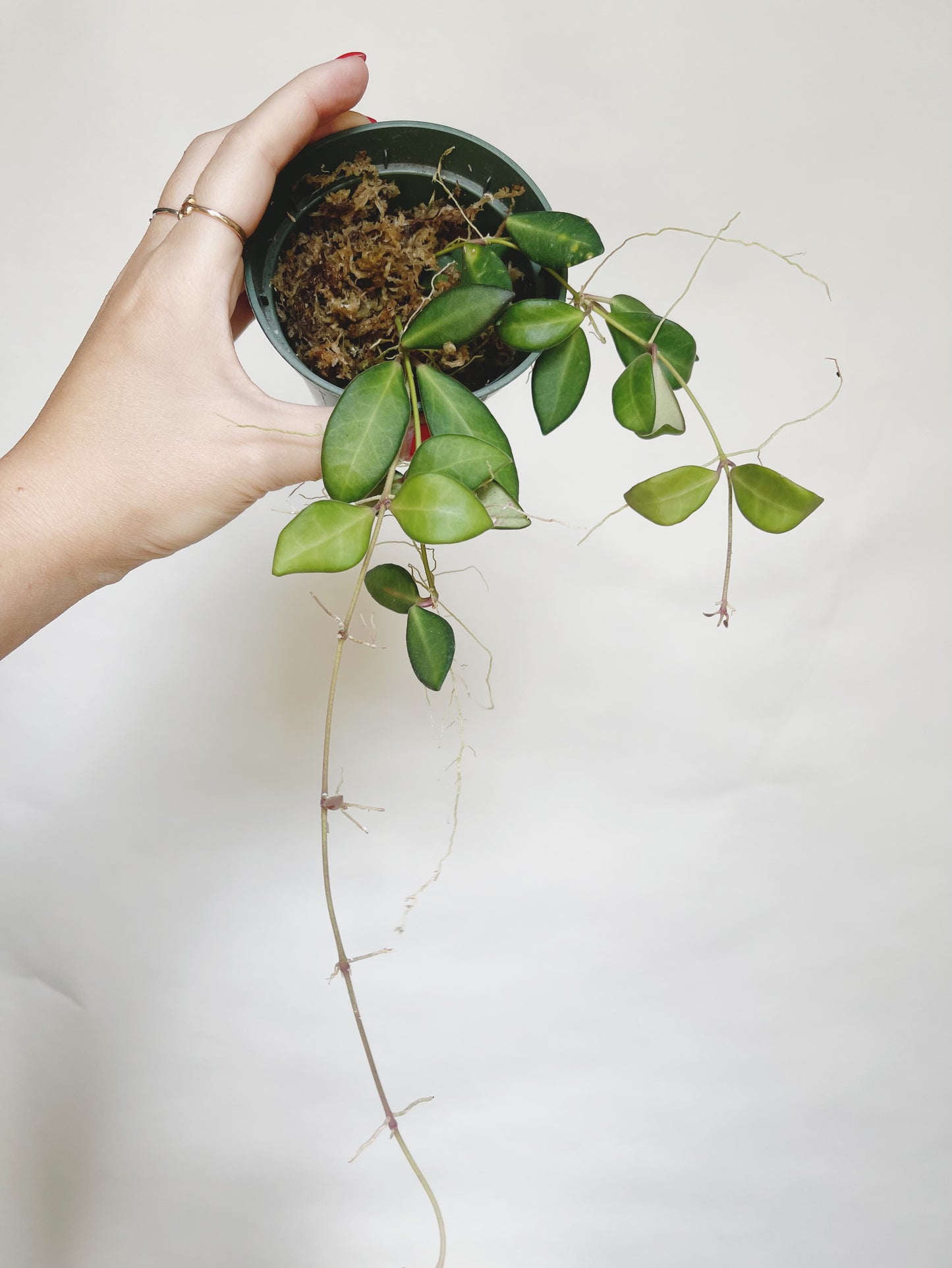 Hoya Burtoniae Live Plant
