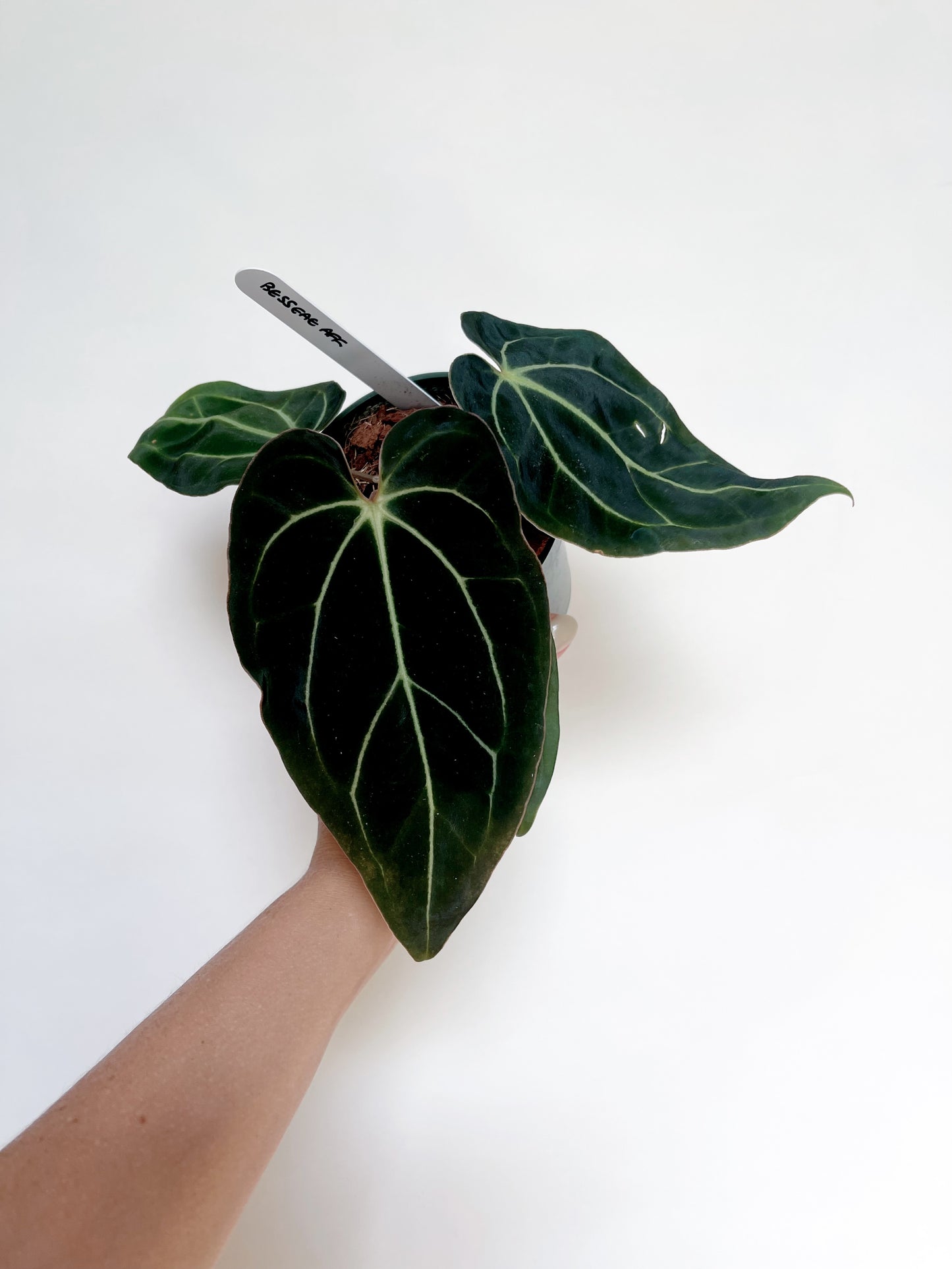 Anthurium Besseae Aff. 4” Pot