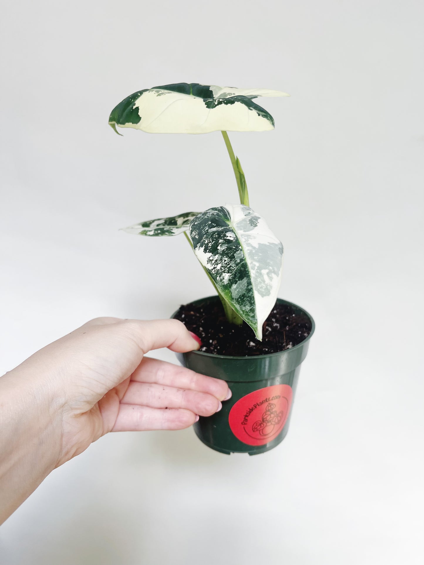 Alocasia Frydek Variegated 4” Pot