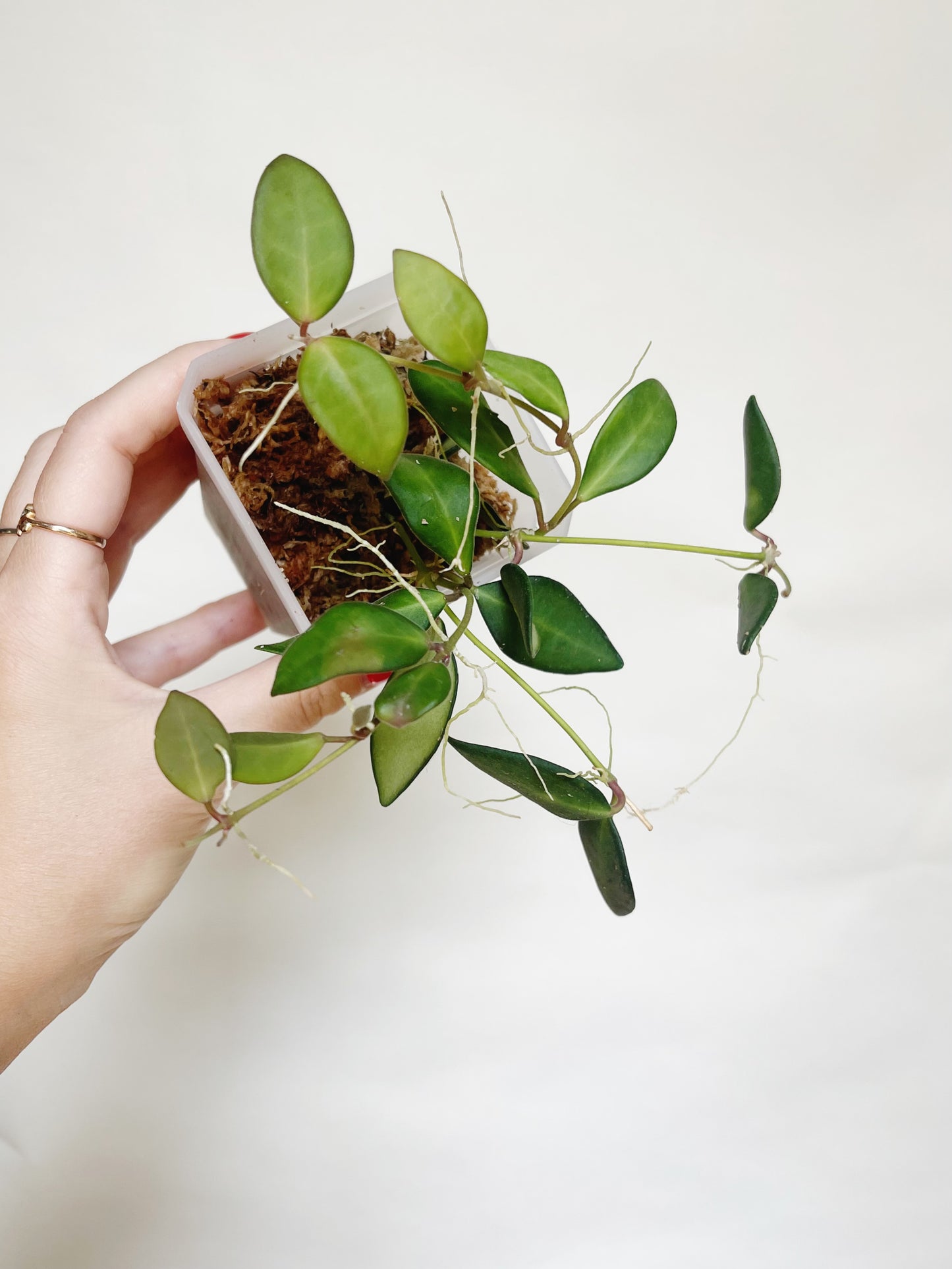 Hoya Burtoniae Live Plant