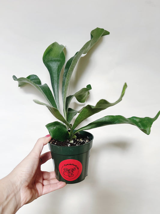 Staghorn Fern Platycerium Bifurcatum 4.5” Pot