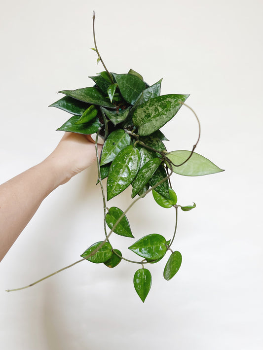 Hoya Parasitica Silver Splash 4" Pot Live Plant