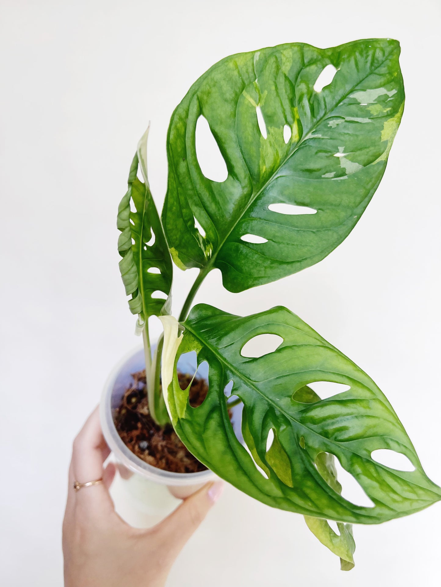 Monstera Adansonii Albo Self 3” Watering Pot