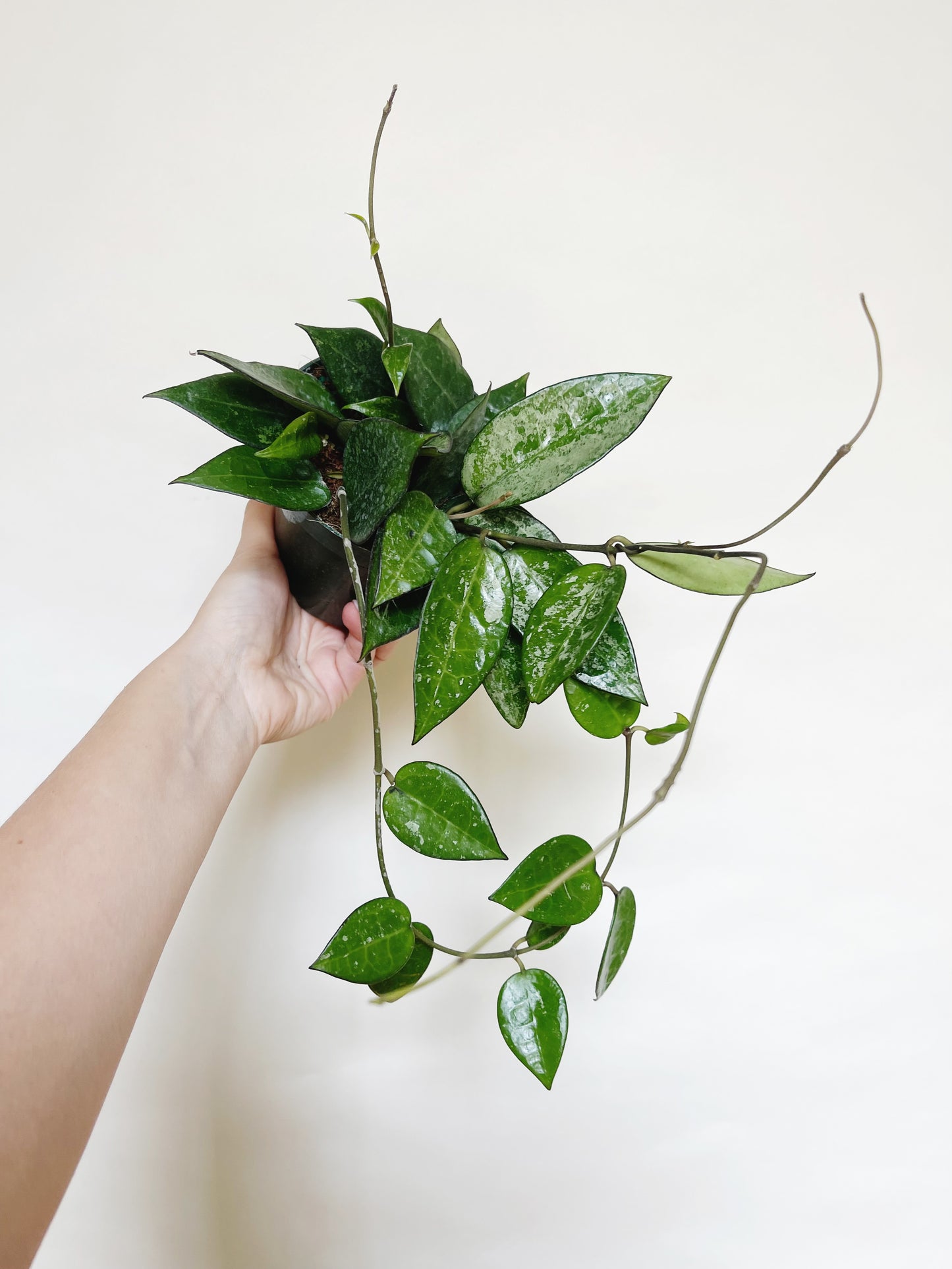 Hoya Parasitica Silver Splash 4" Pot Live Plant