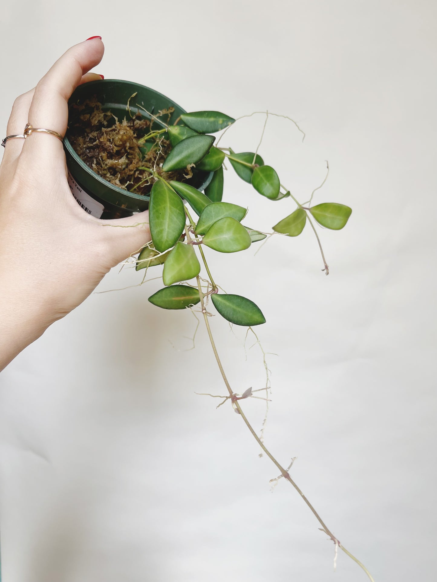 Hoya Burtoniae Live Plant