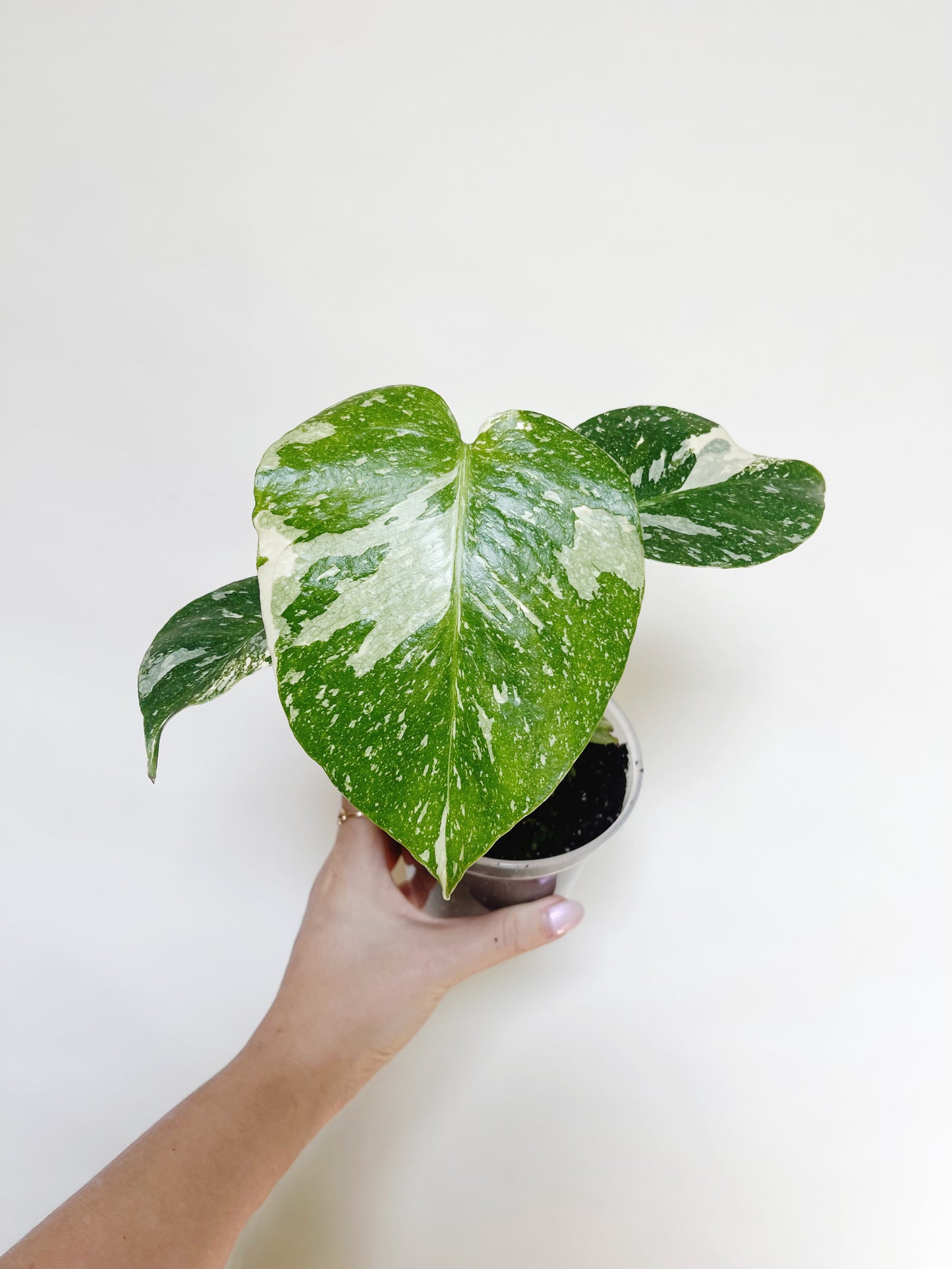 Monstera Deliciosa Thai Constellation 4" Pot Live Rare Plant