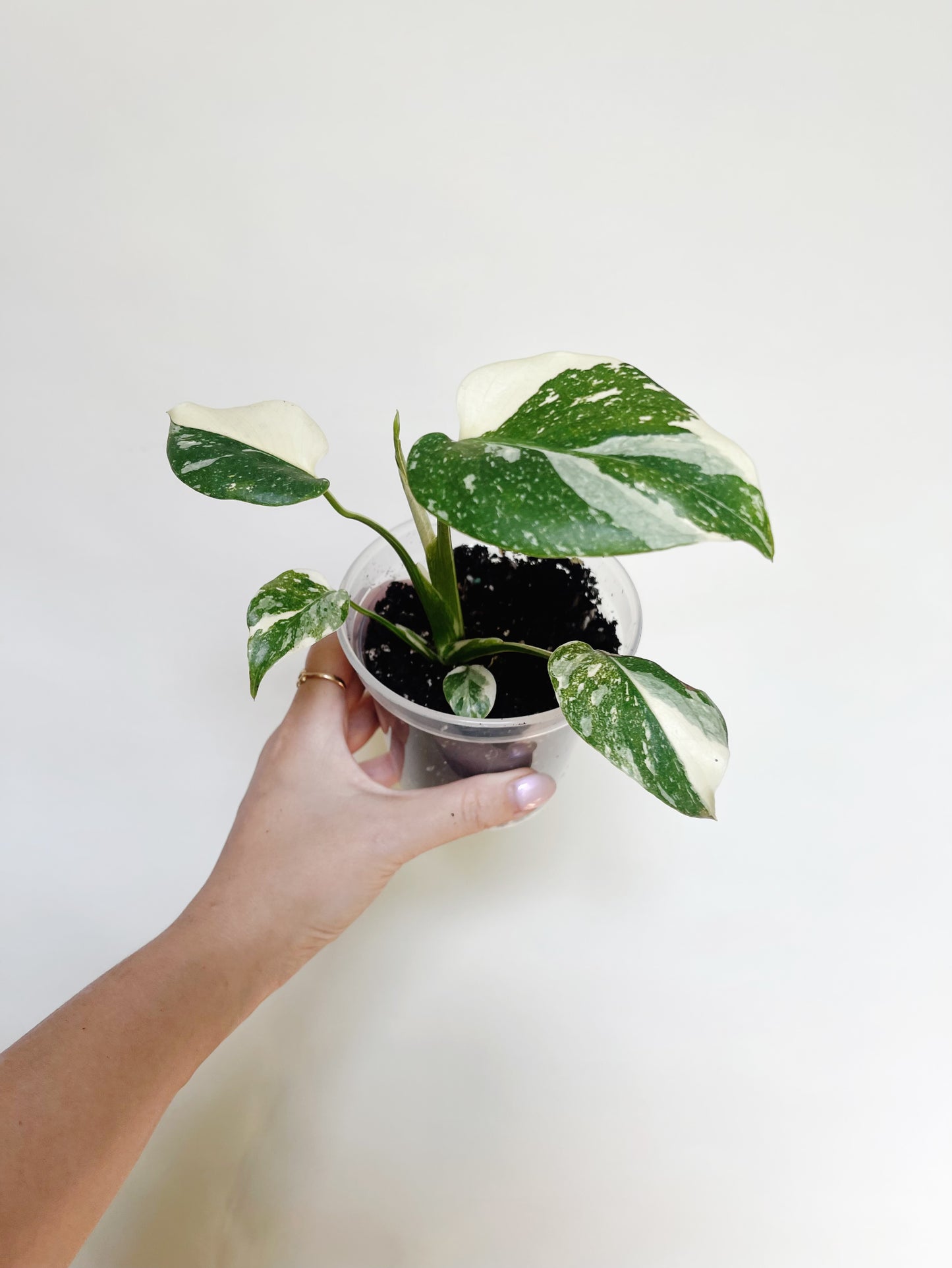 Monstera Deliciosa Thai Constellation 4" Pot Live Rare Plant