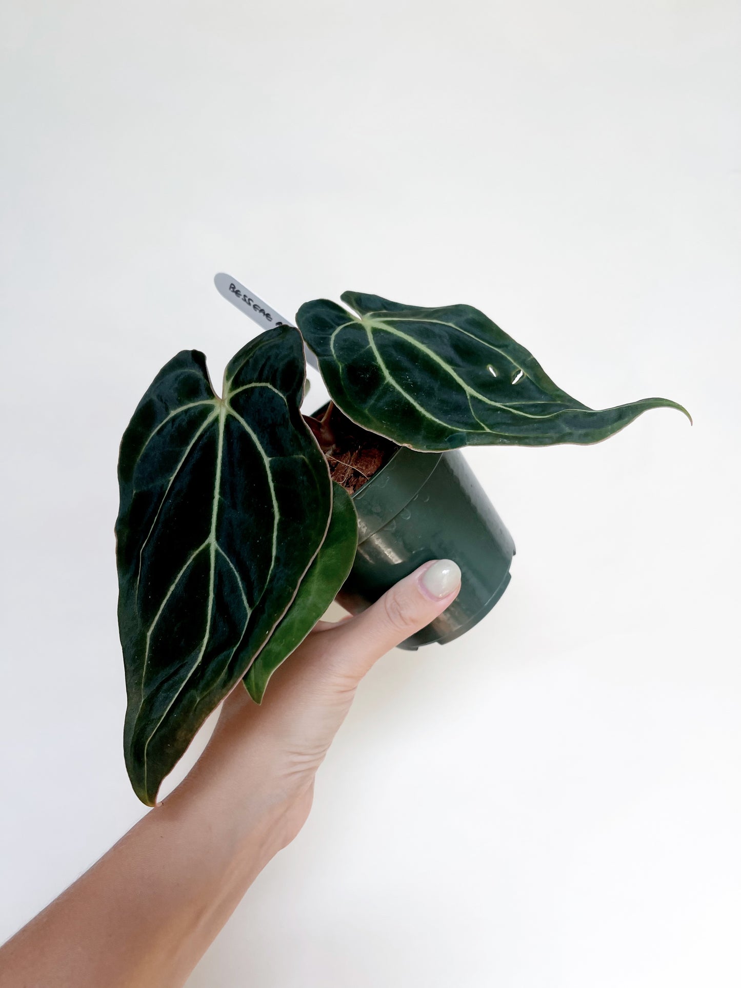 Anthurium Besseae Aff. 4” Pot