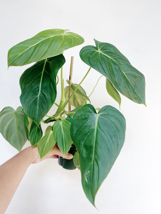 Philodendron Glorious 4" Pot