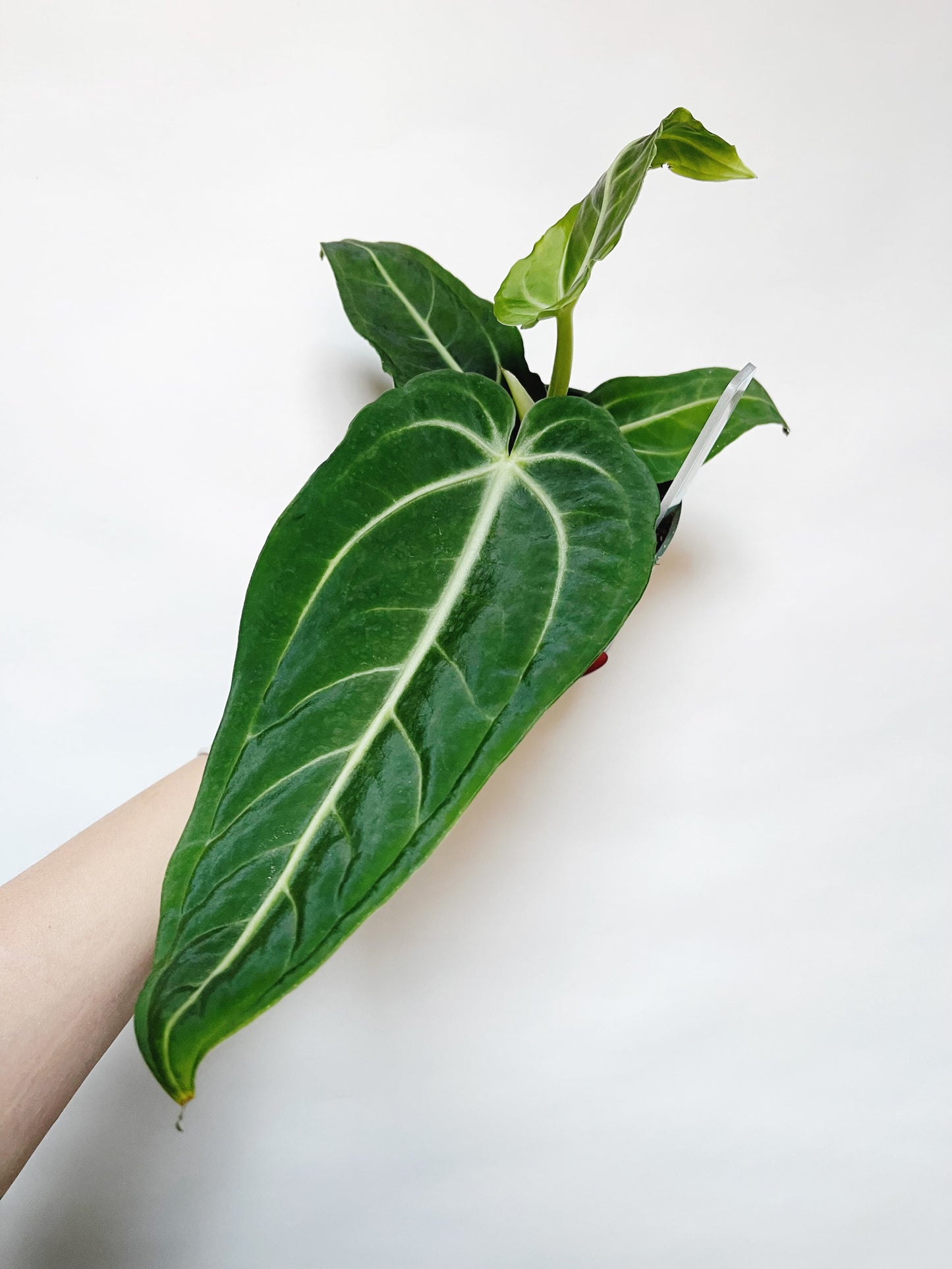 Anthurium Villenaorum 4” Pot