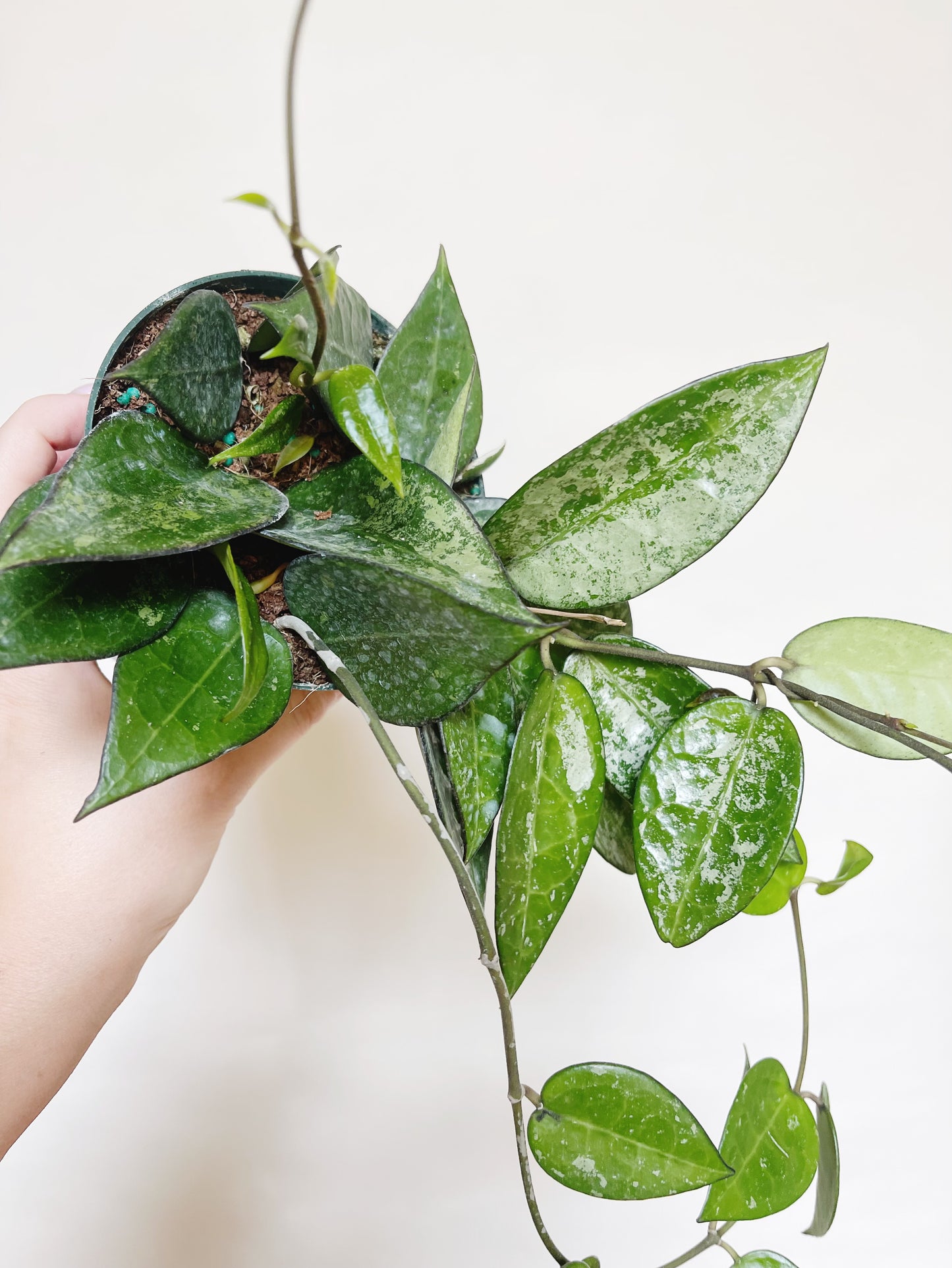 Hoya Parasitica Silver Splash 4" Pot Live Plant