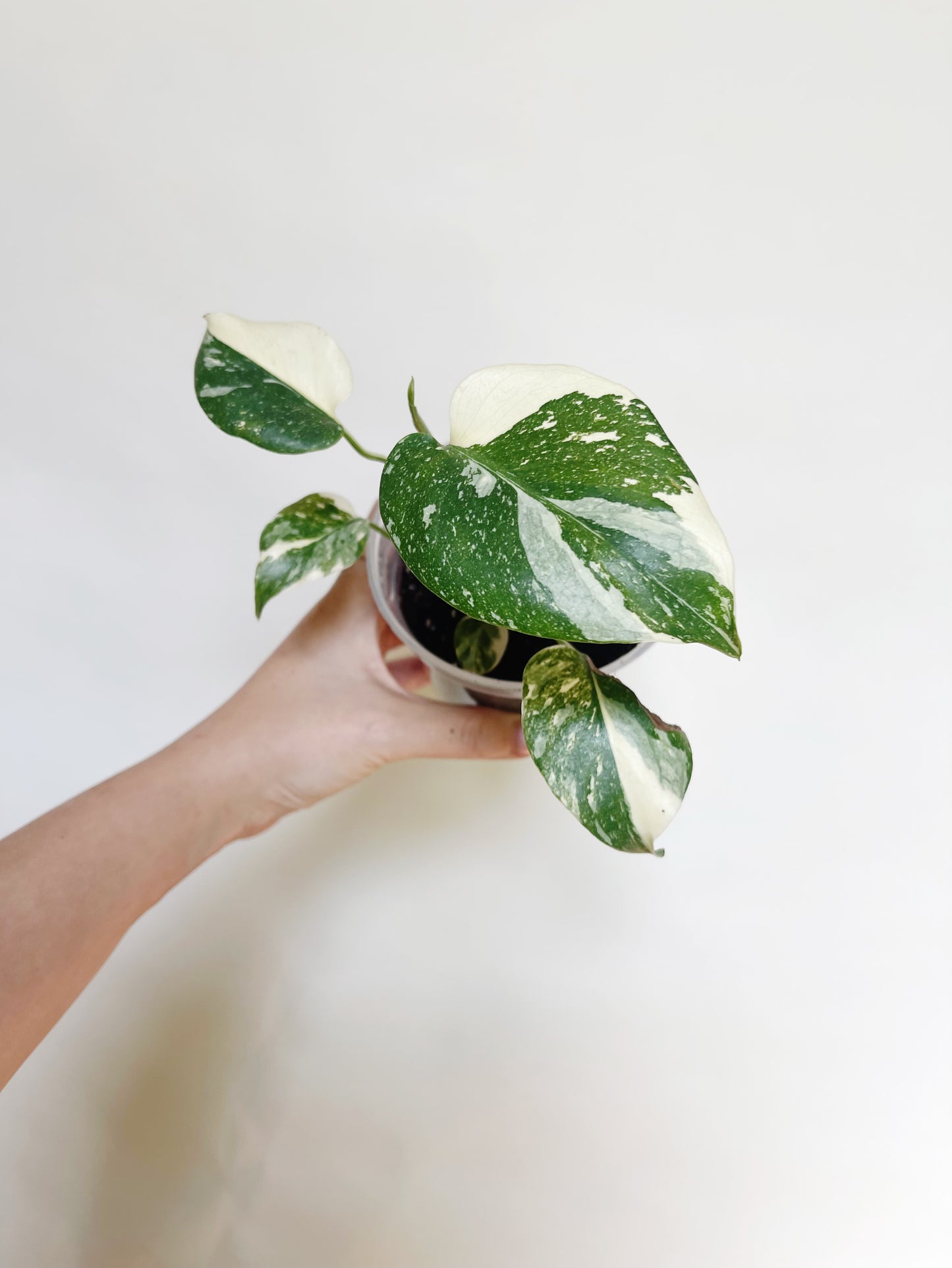 Monstera Deliciosa Thai Constellation 4" Pot Live Rare Plant