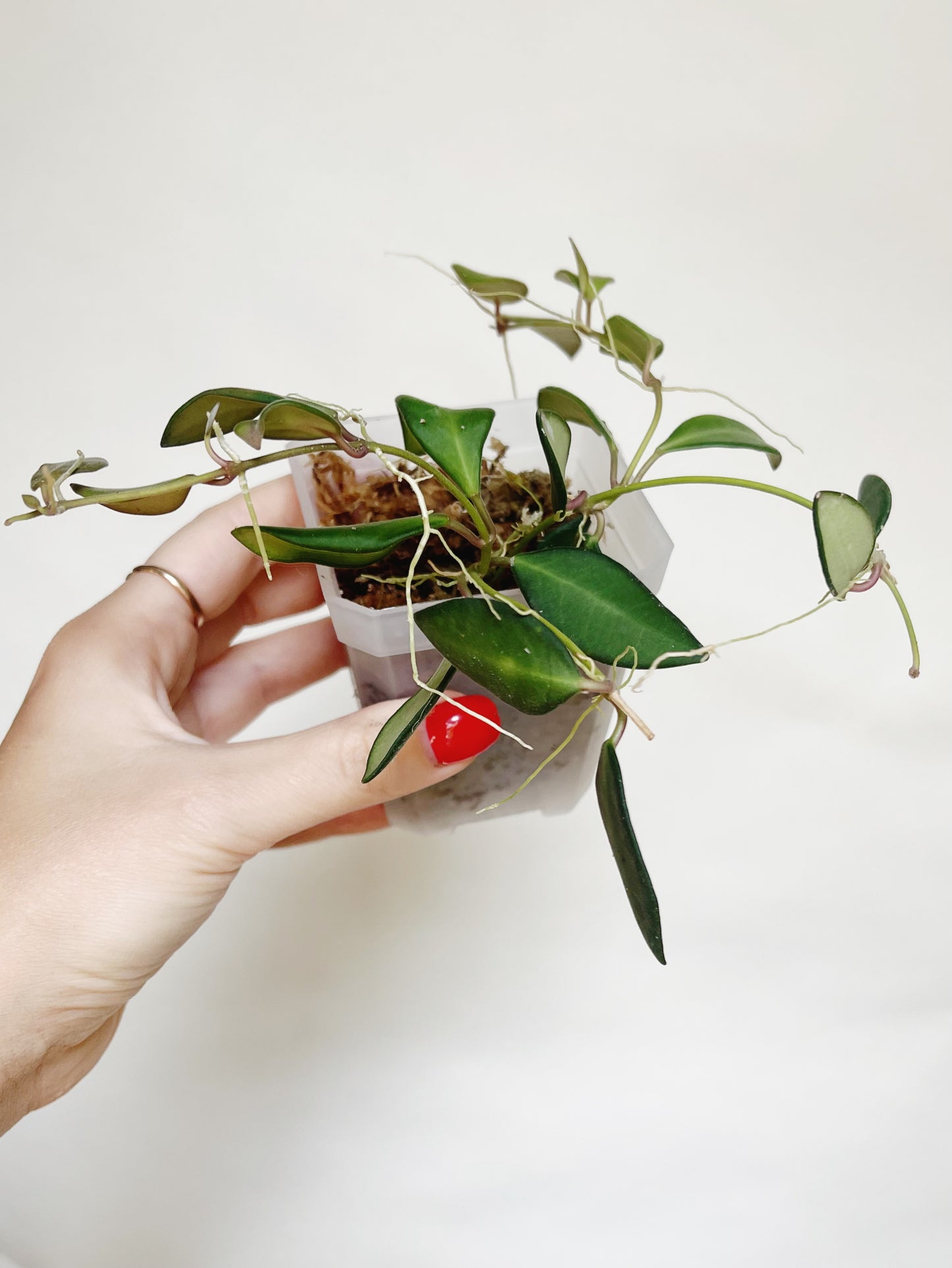 Hoya Burtoniae Live Plant