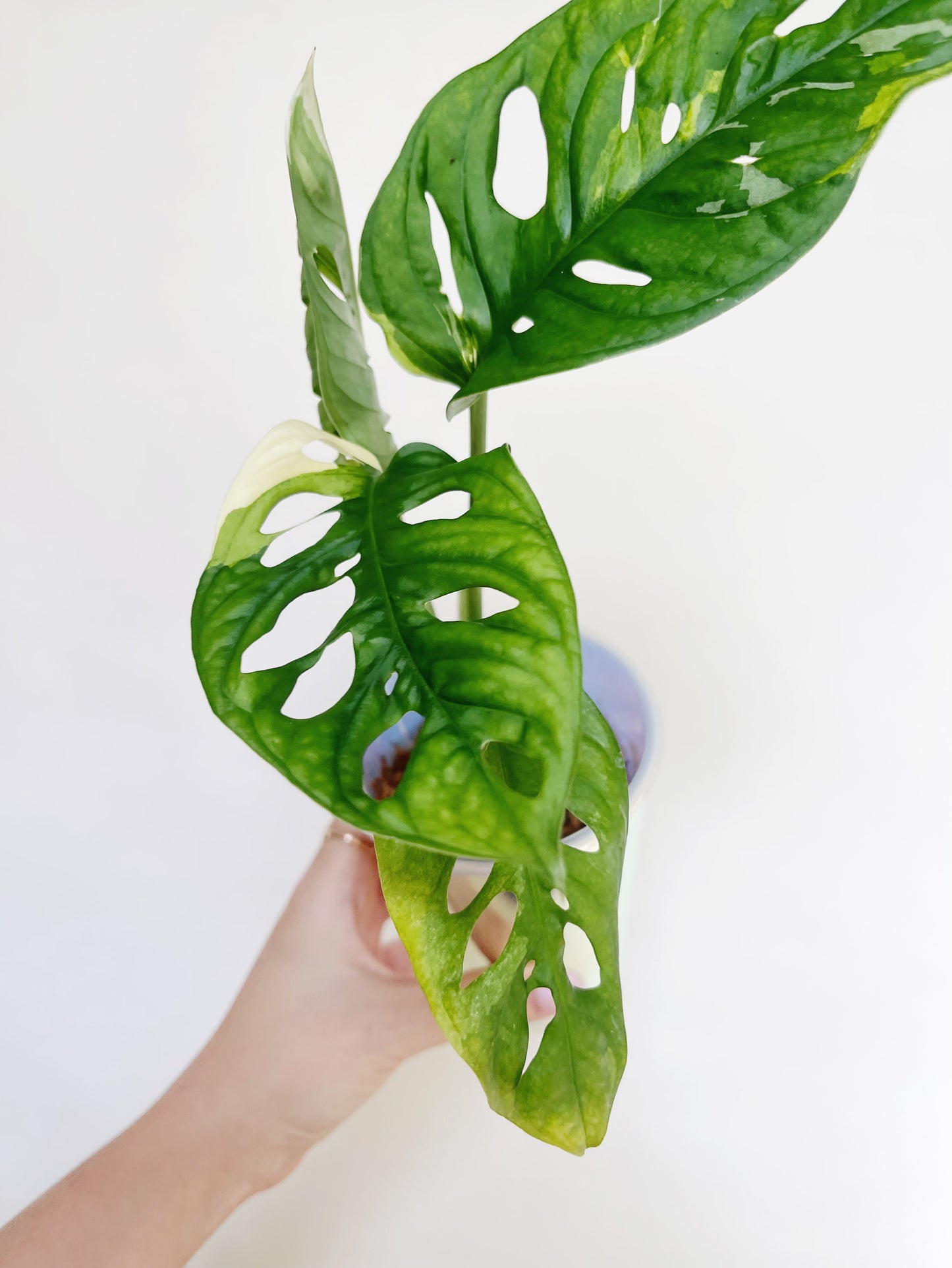 Monstera Adansonii Albo Self 3” Watering Pot
