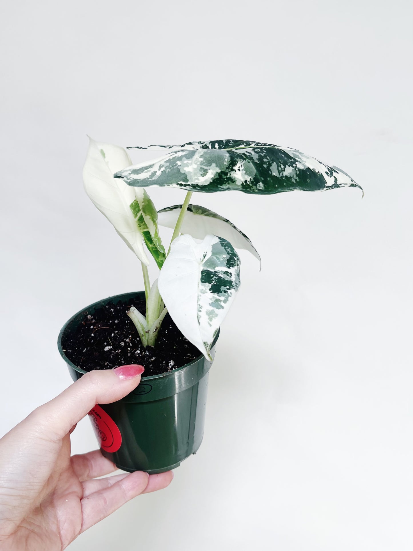 Alocasia Frydek Variegated 4” Pot