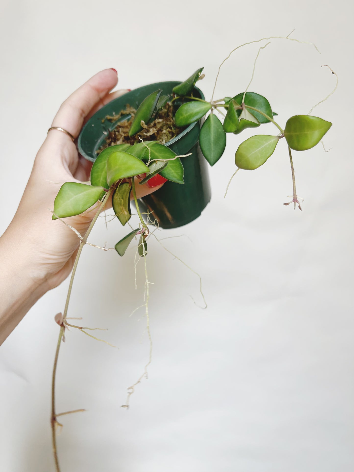 Hoya Burtoniae Live Plant