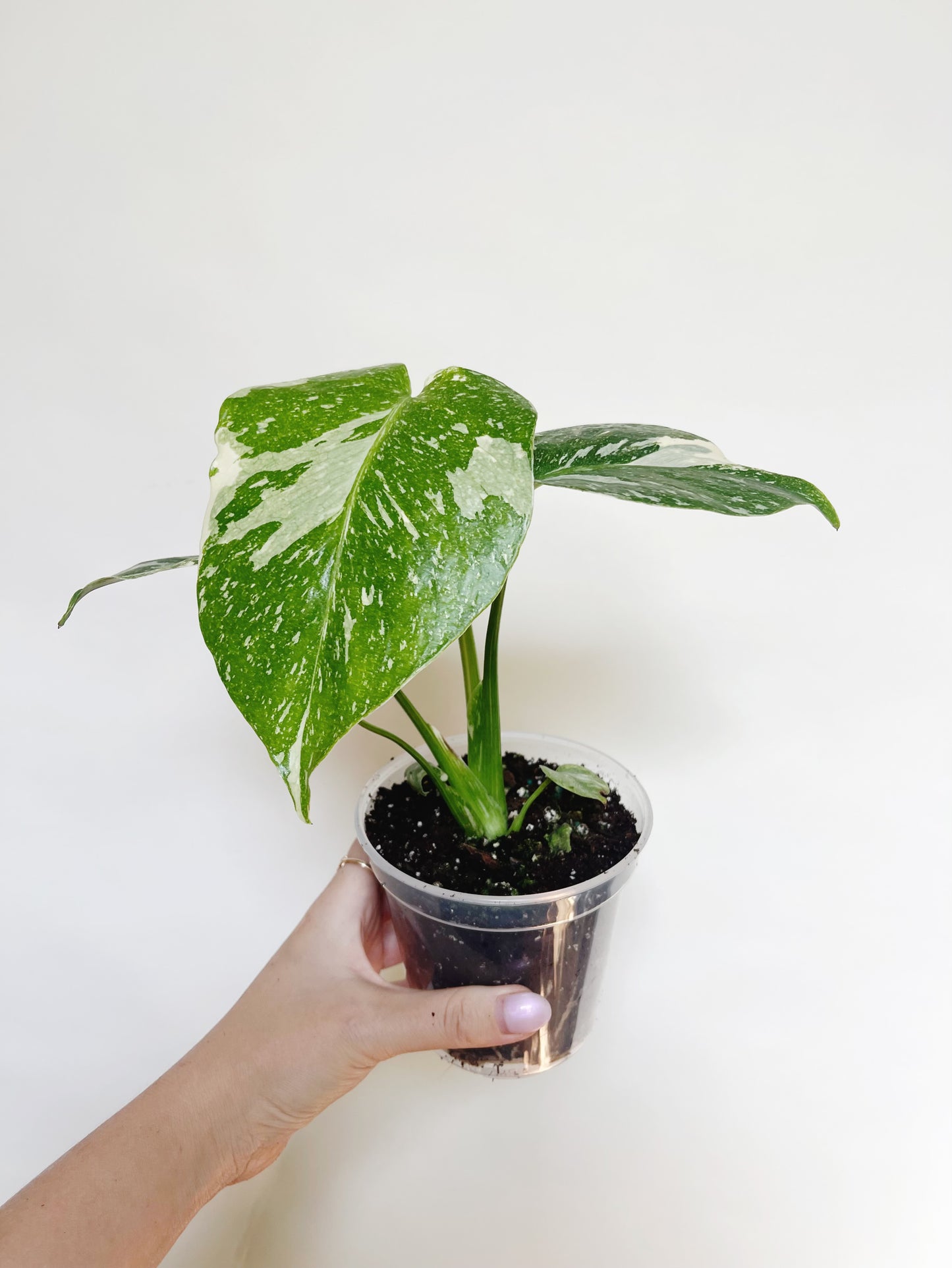 Monstera Deliciosa Thai Constellation 4" Pot Live Rare Plant
