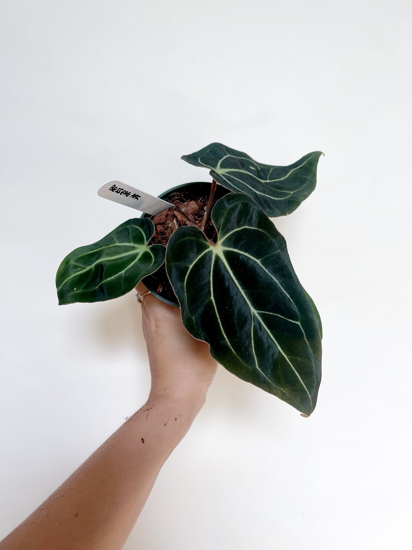 Anthurium Besseae Aff. 4” Pot
