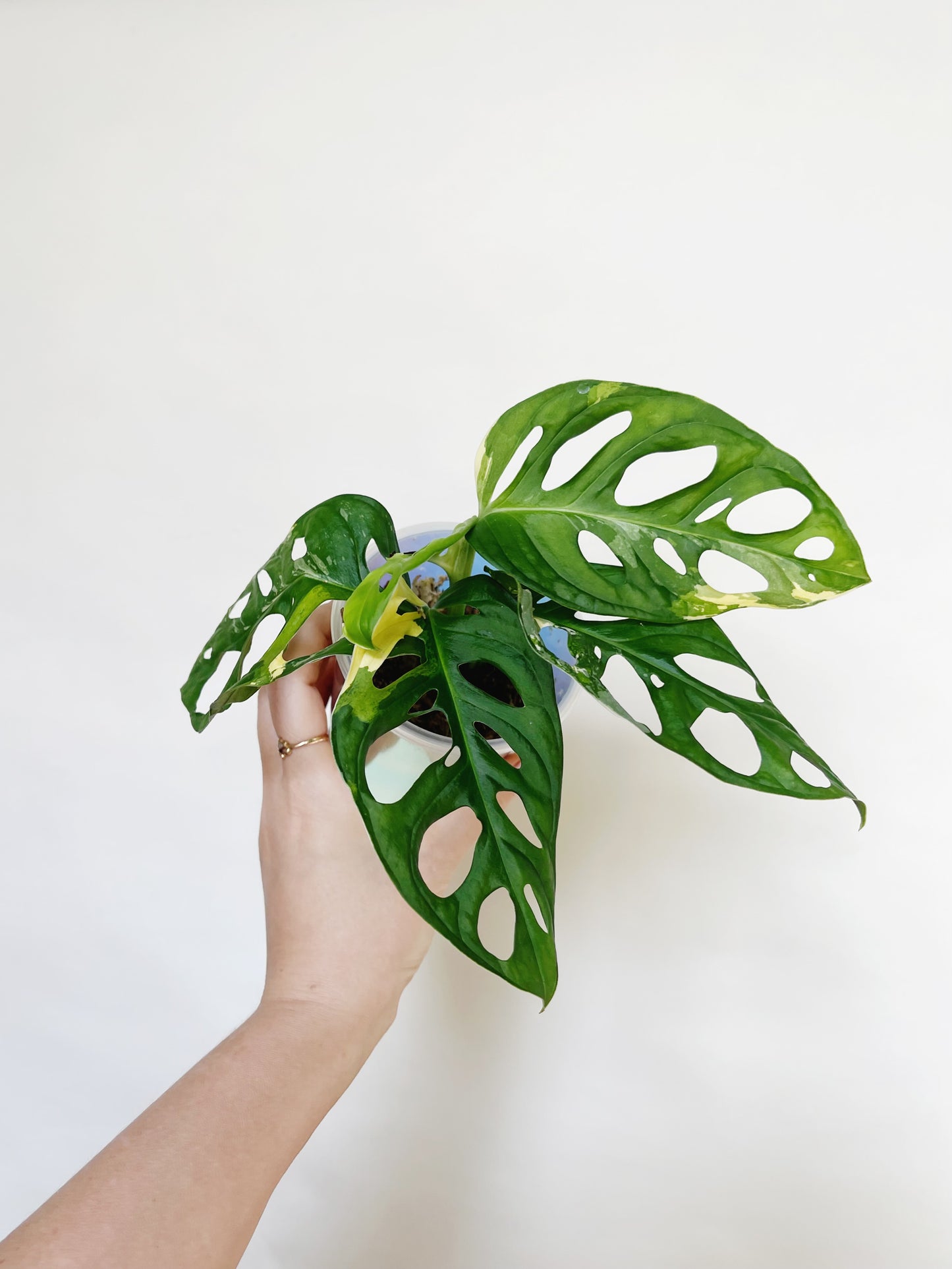 Monstera Adansonii Albo Self 3” Watering Pot