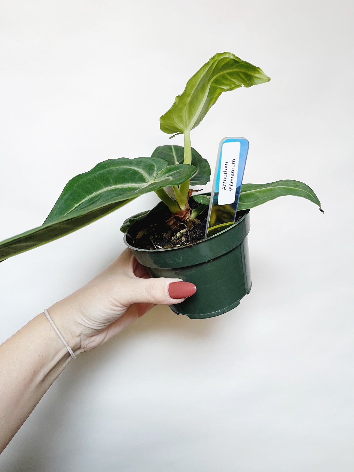 Anthurium Villenaorum 4” Pot