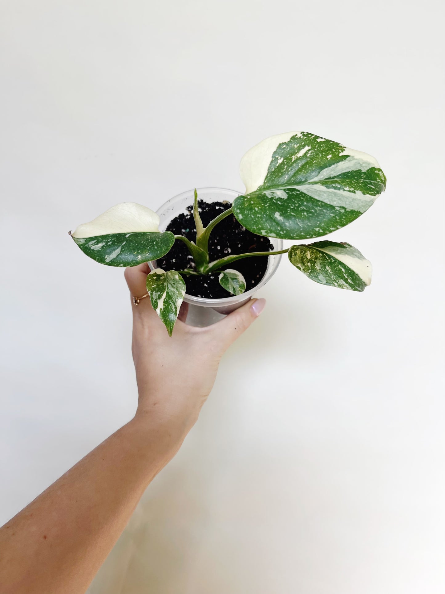 Monstera Deliciosa Thai Constellation 4" Pot Live Rare Plant