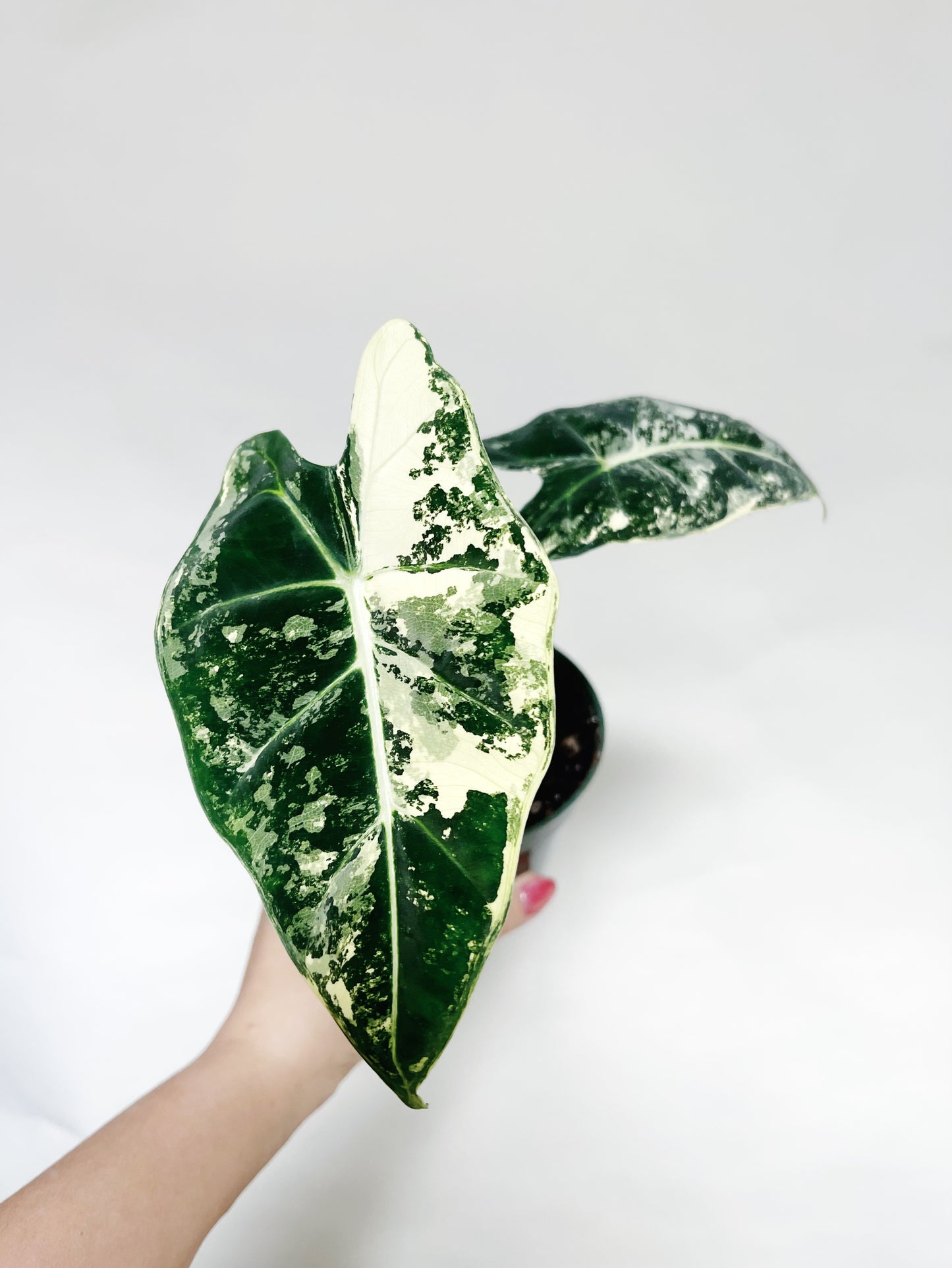 Alocasia Frydek Variegated 4” Pot