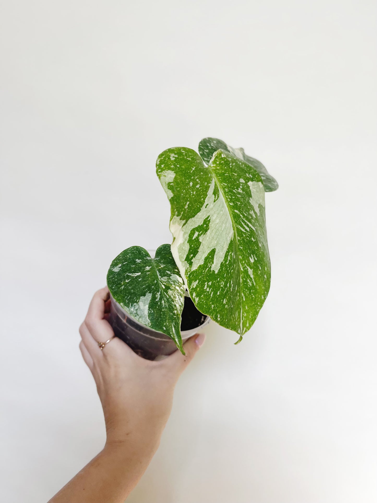 Monstera Deliciosa Thai Constellation 4" Pot Live Rare Plant